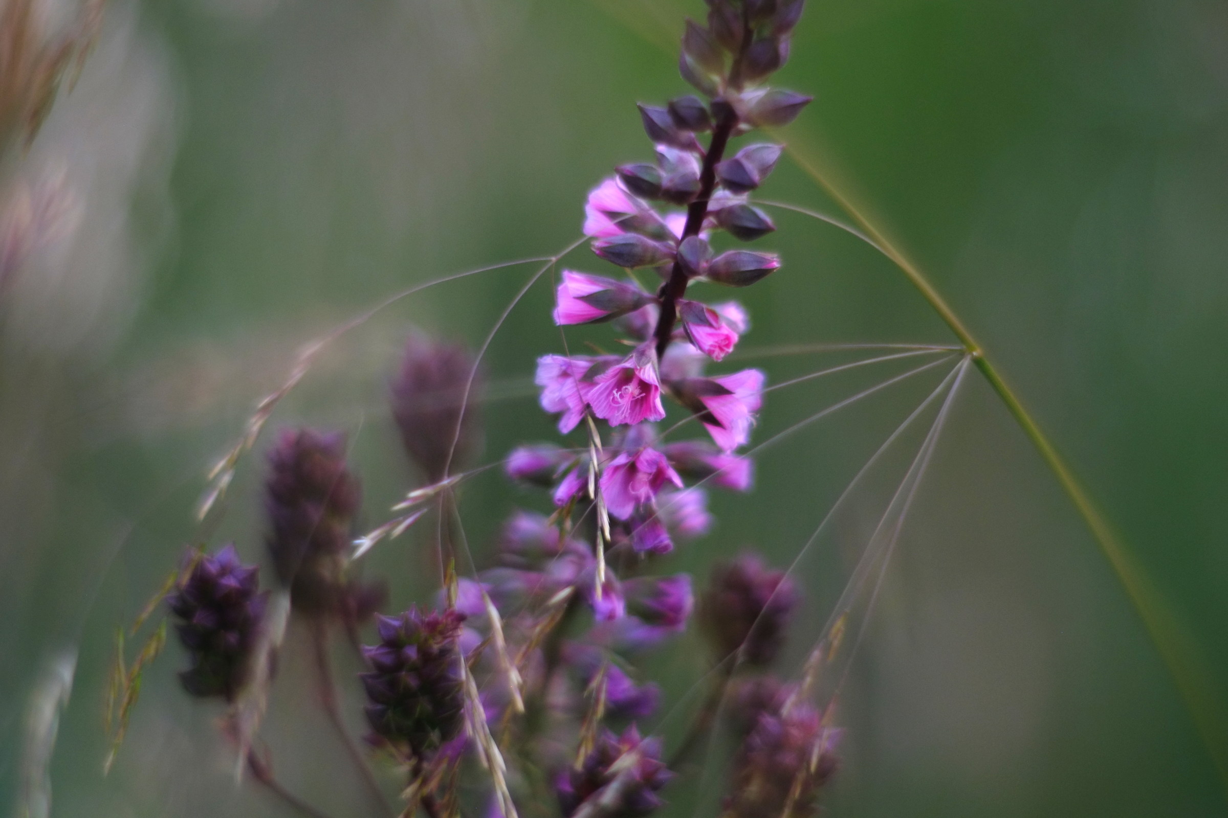 checker mallow, helios 40