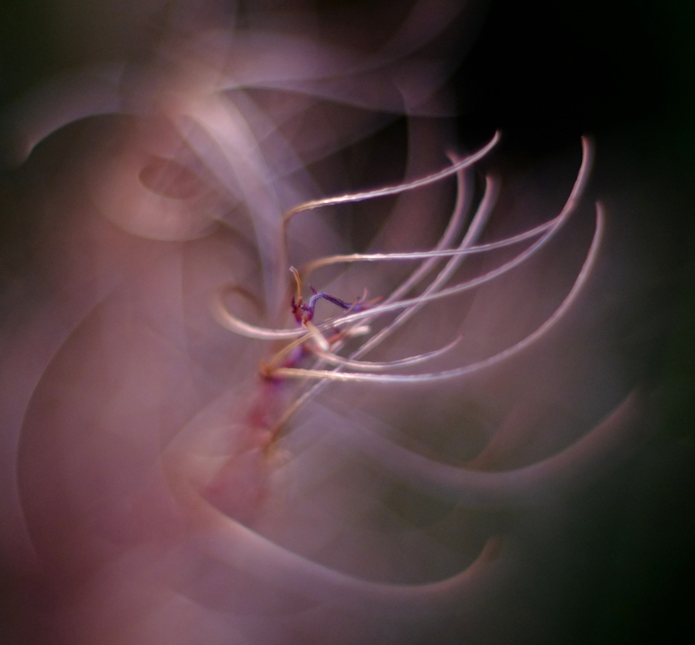 willowherb 1, helios 40