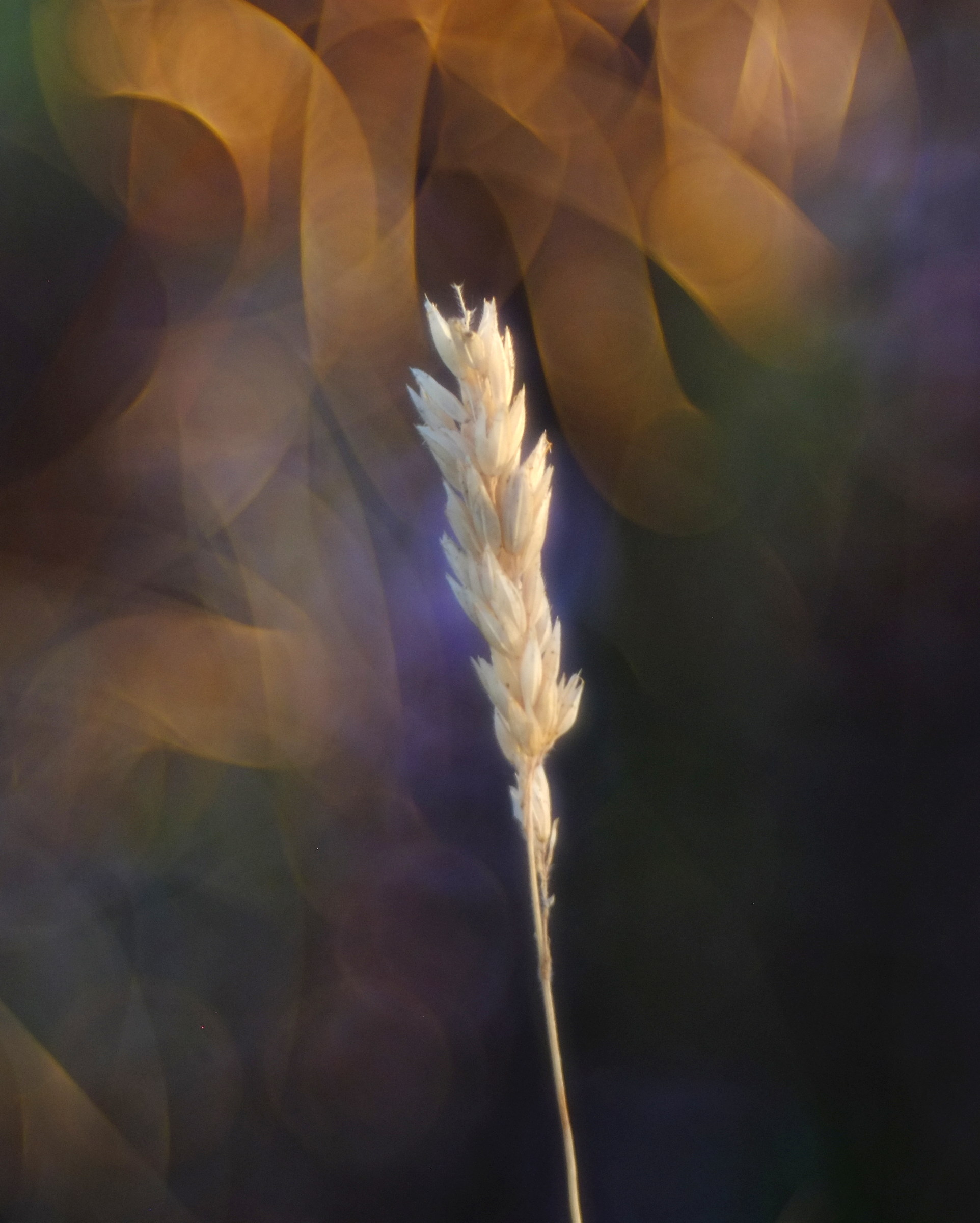 grass 5, helios 40