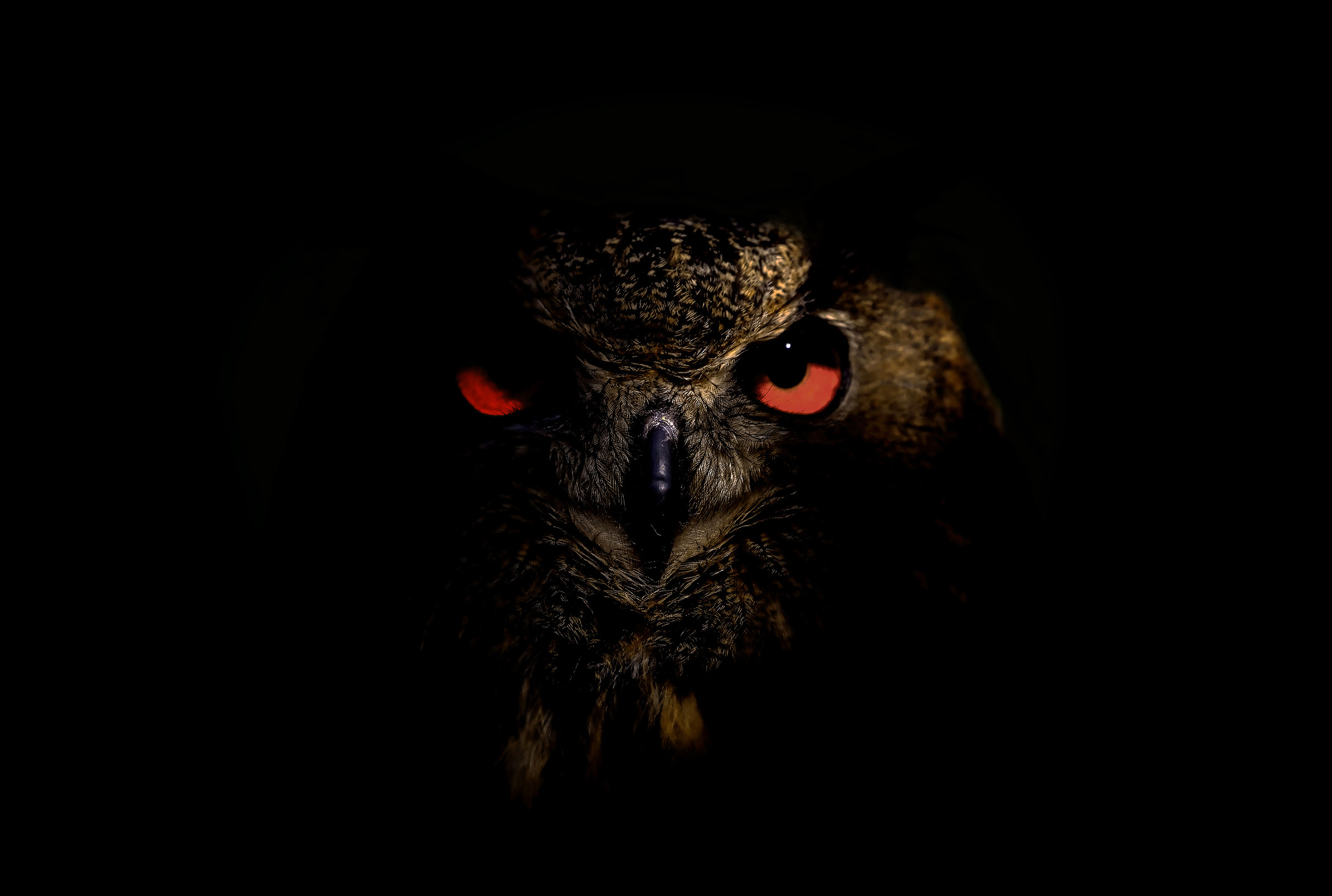 Eagle Owl