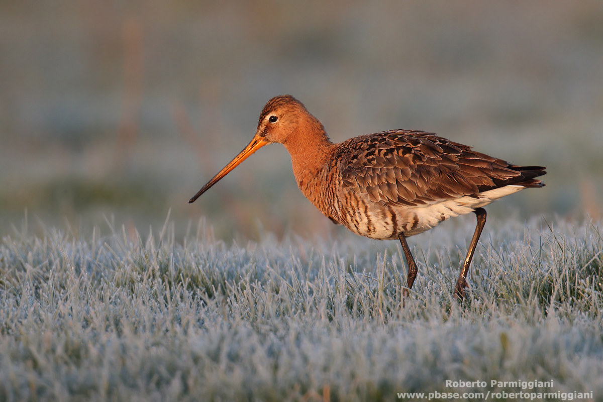 Gelida alba (pittima reale)