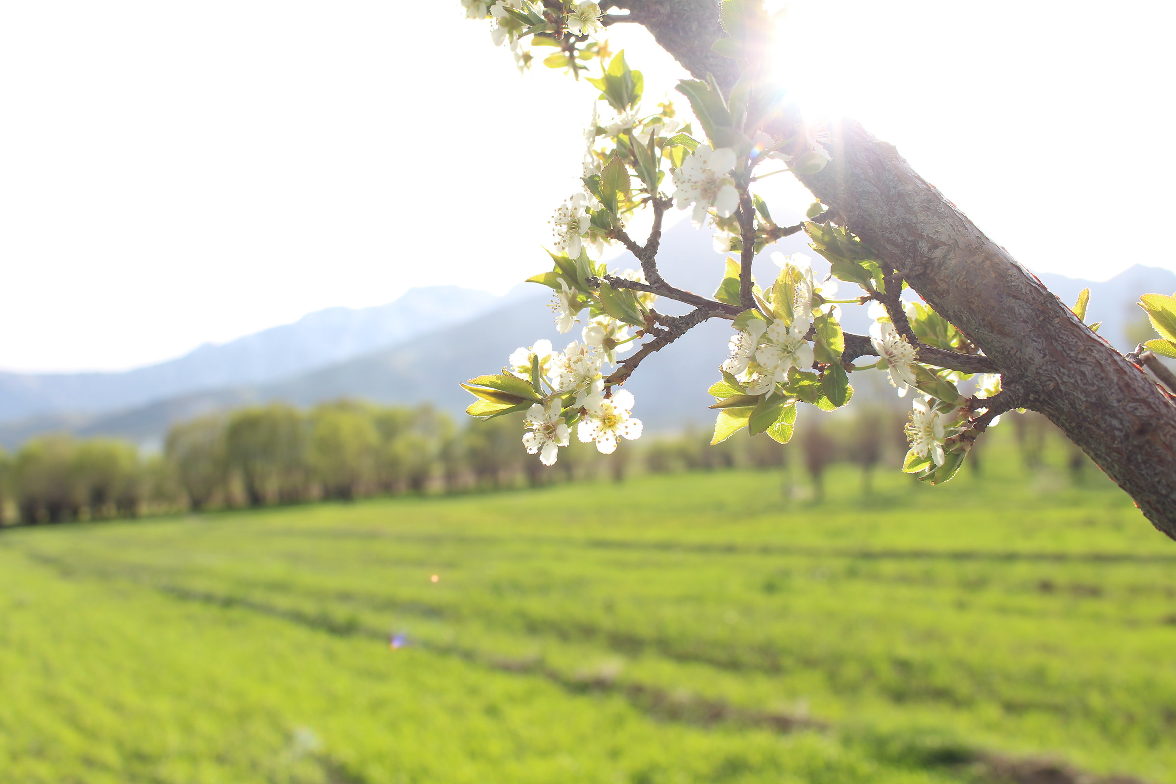 Iran, Kermanshah, Songhor