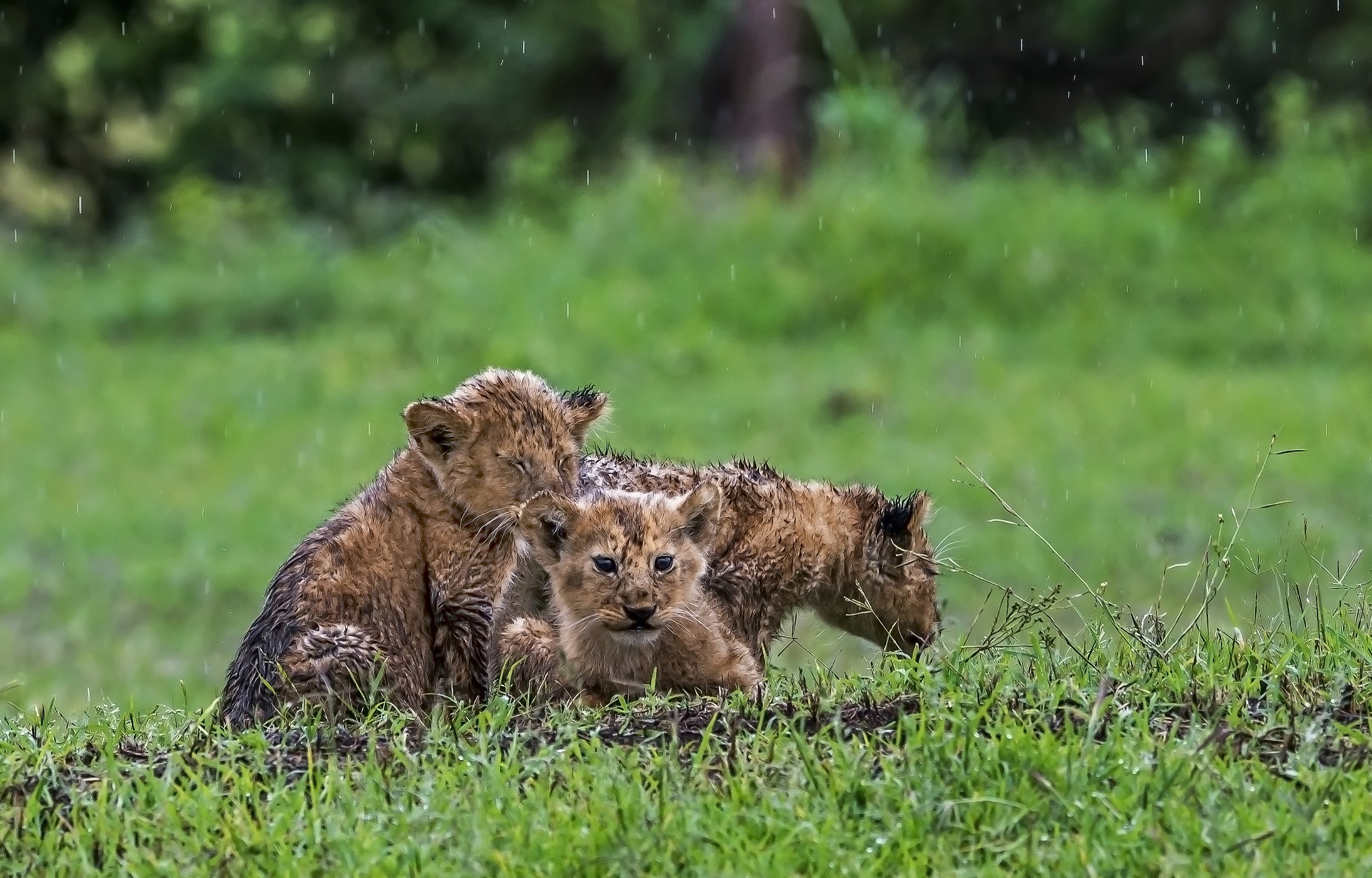 Tanzania 2017 -  Sotto la pioggia