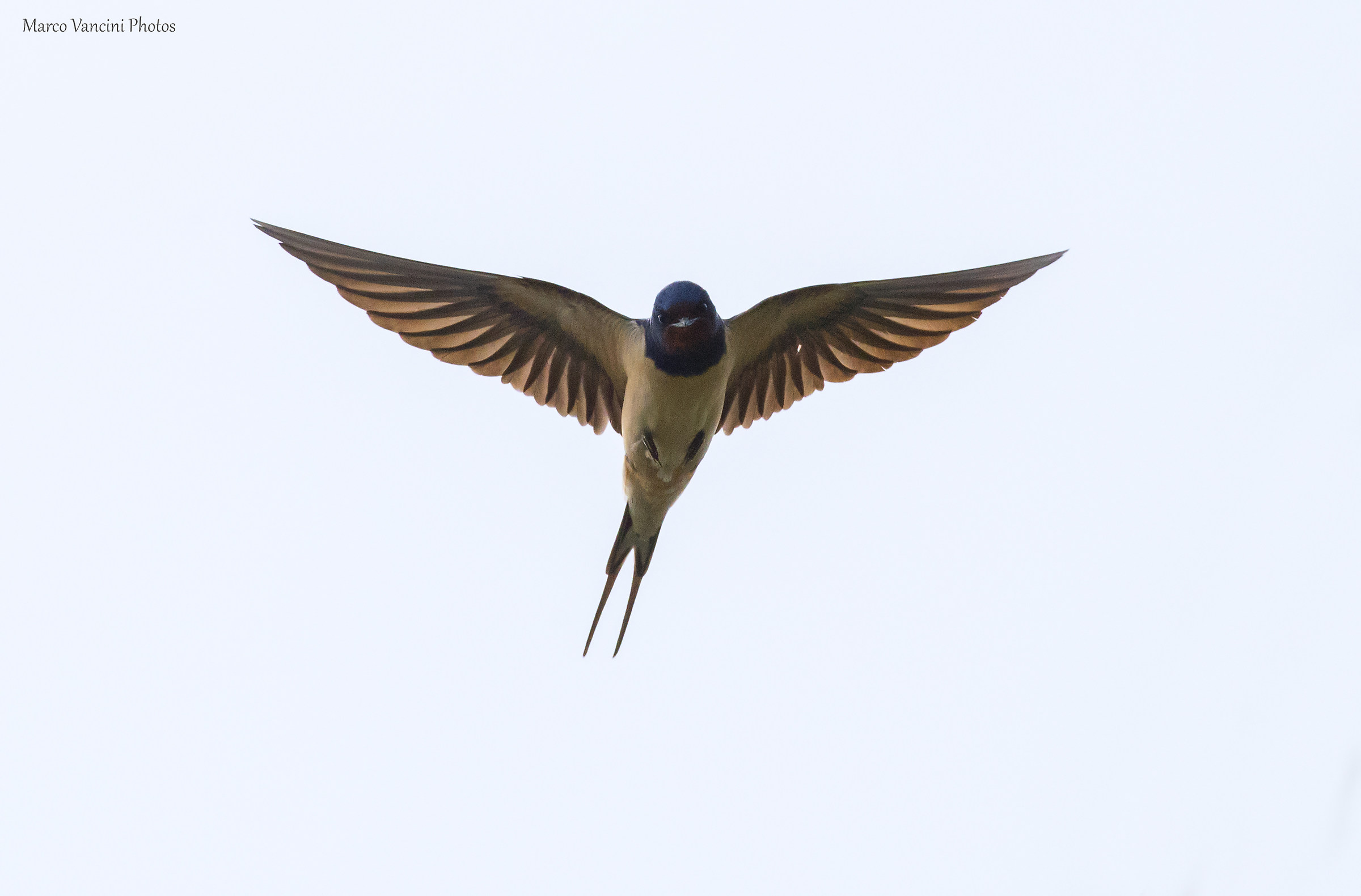 Il volo della rondine