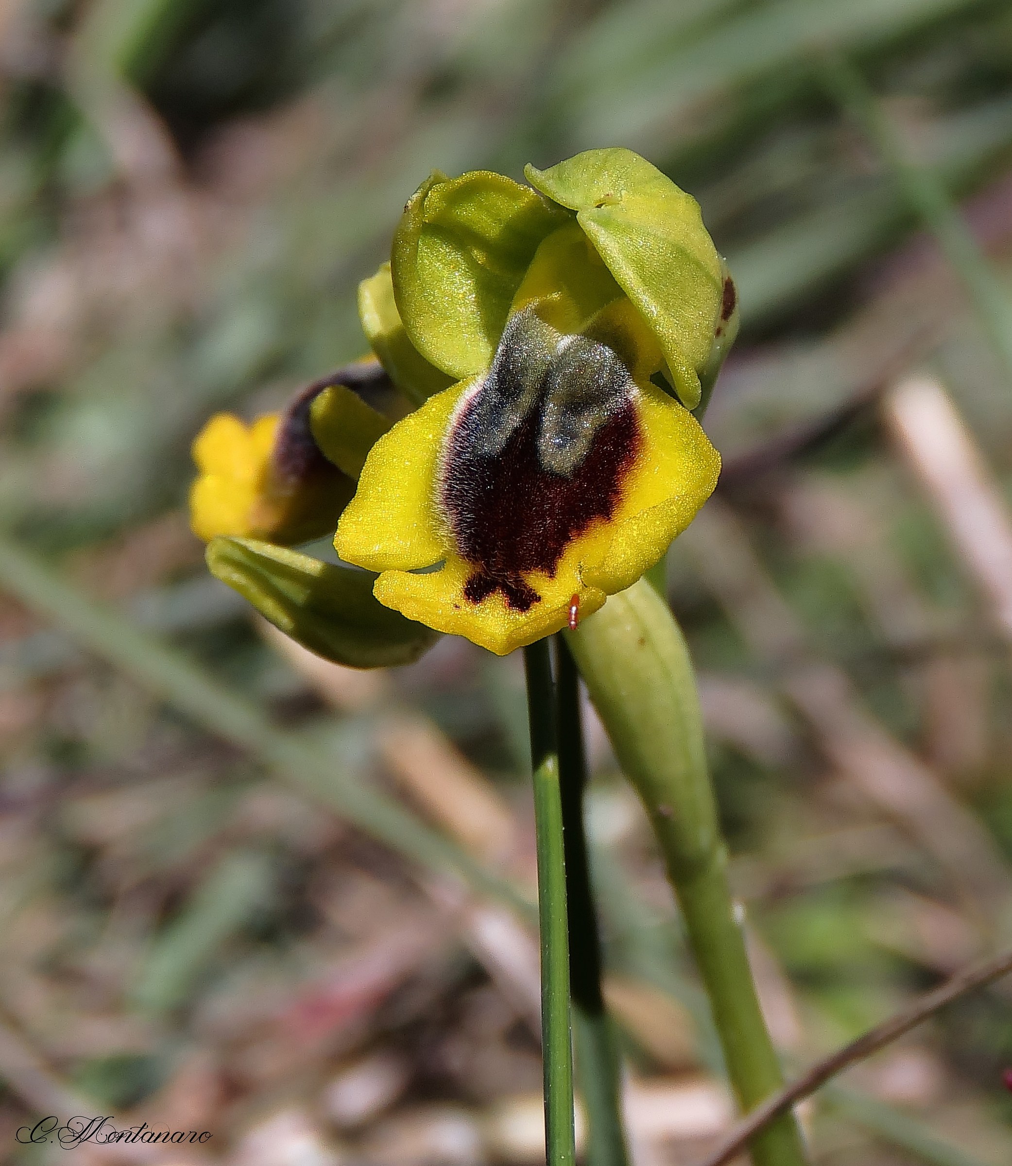 Ophrys lutea