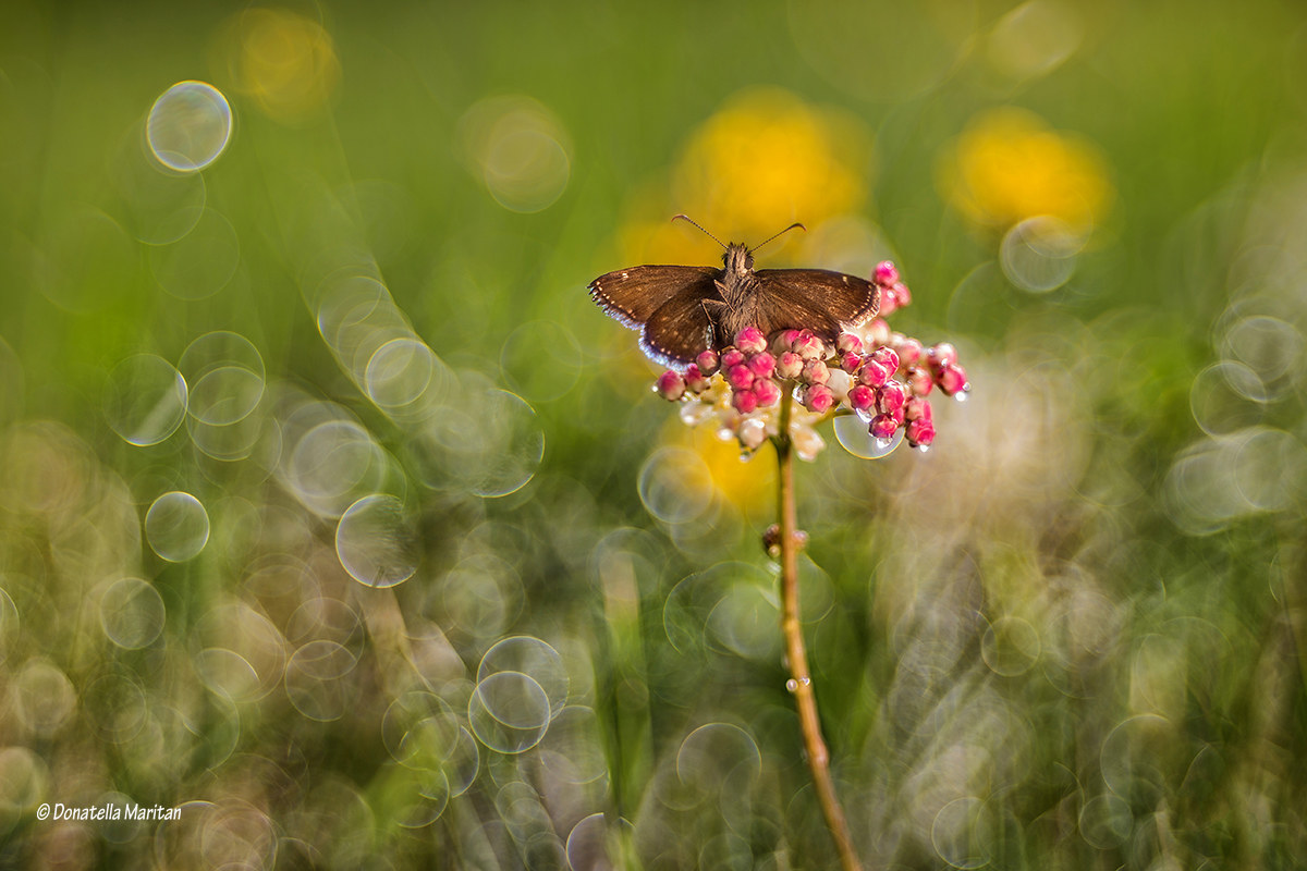 Erynnis Tages