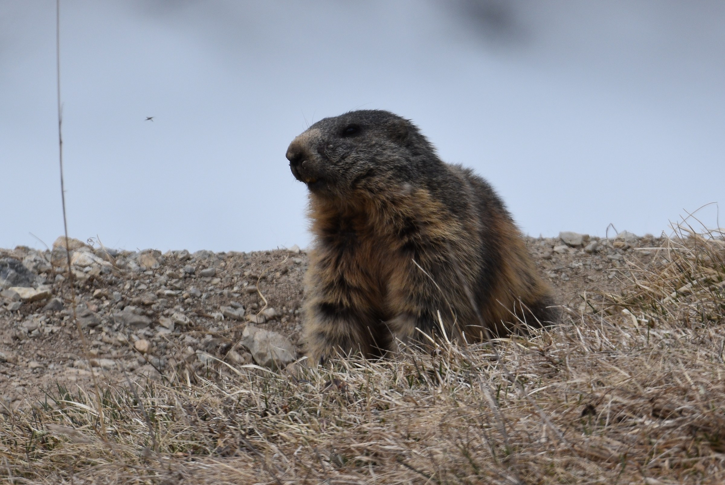marmot