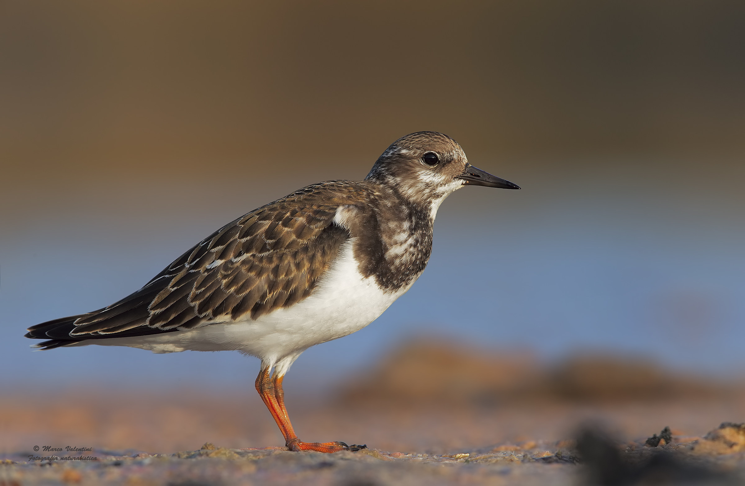 Closeup to Turnstone - 2