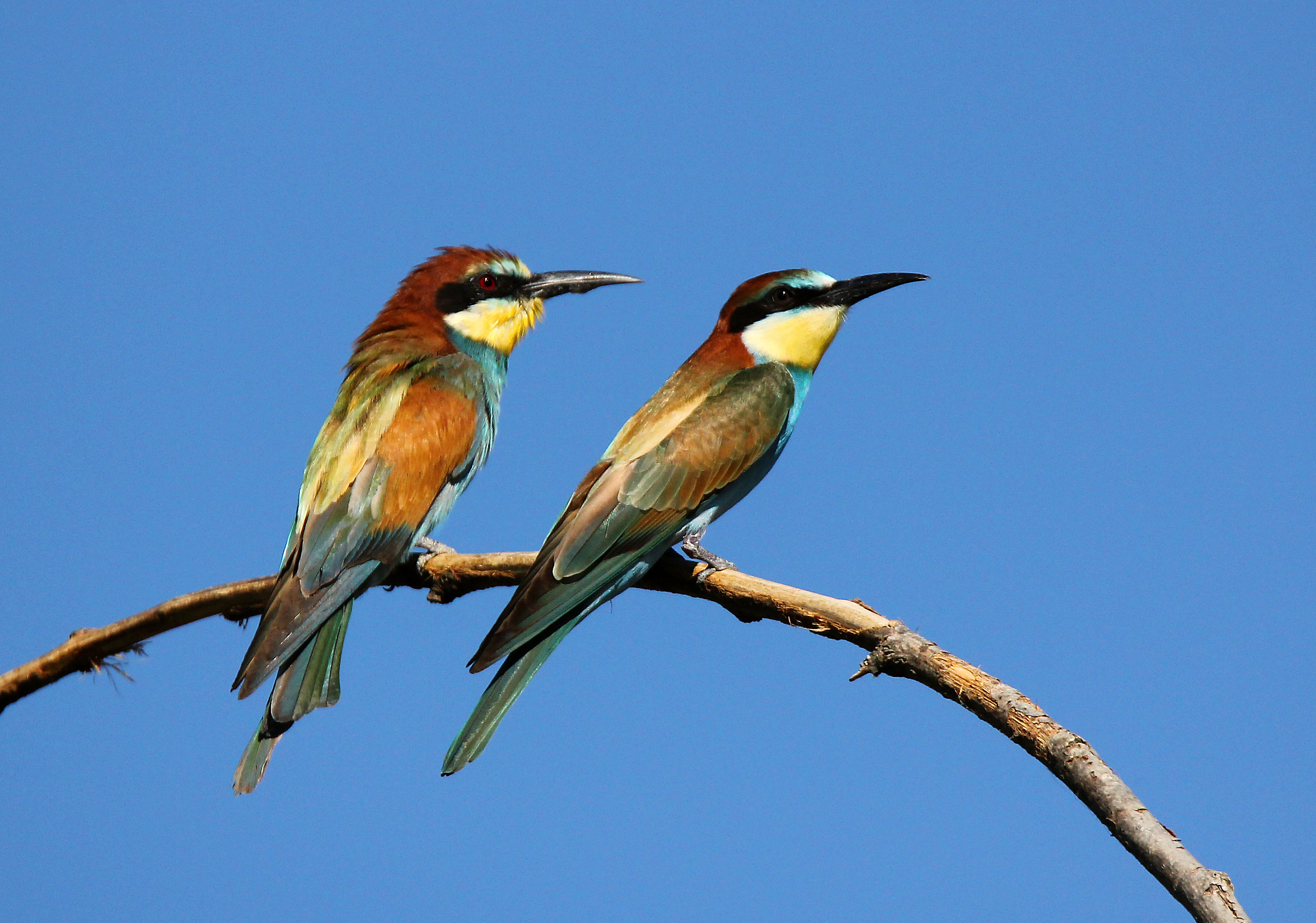Couple eaters of Sicily.