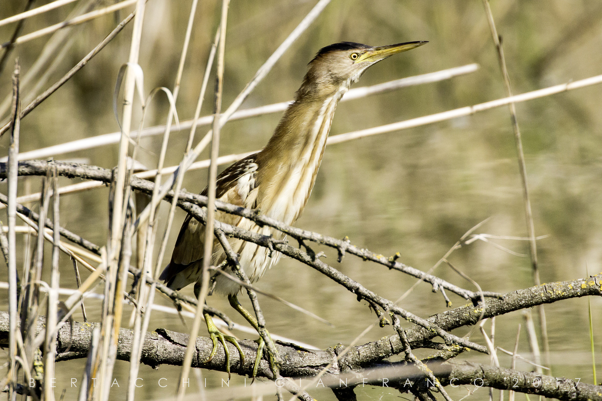 Bittern