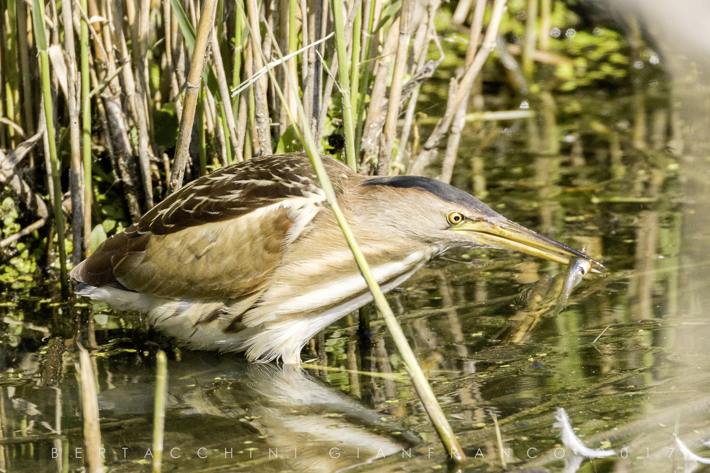 Bittern