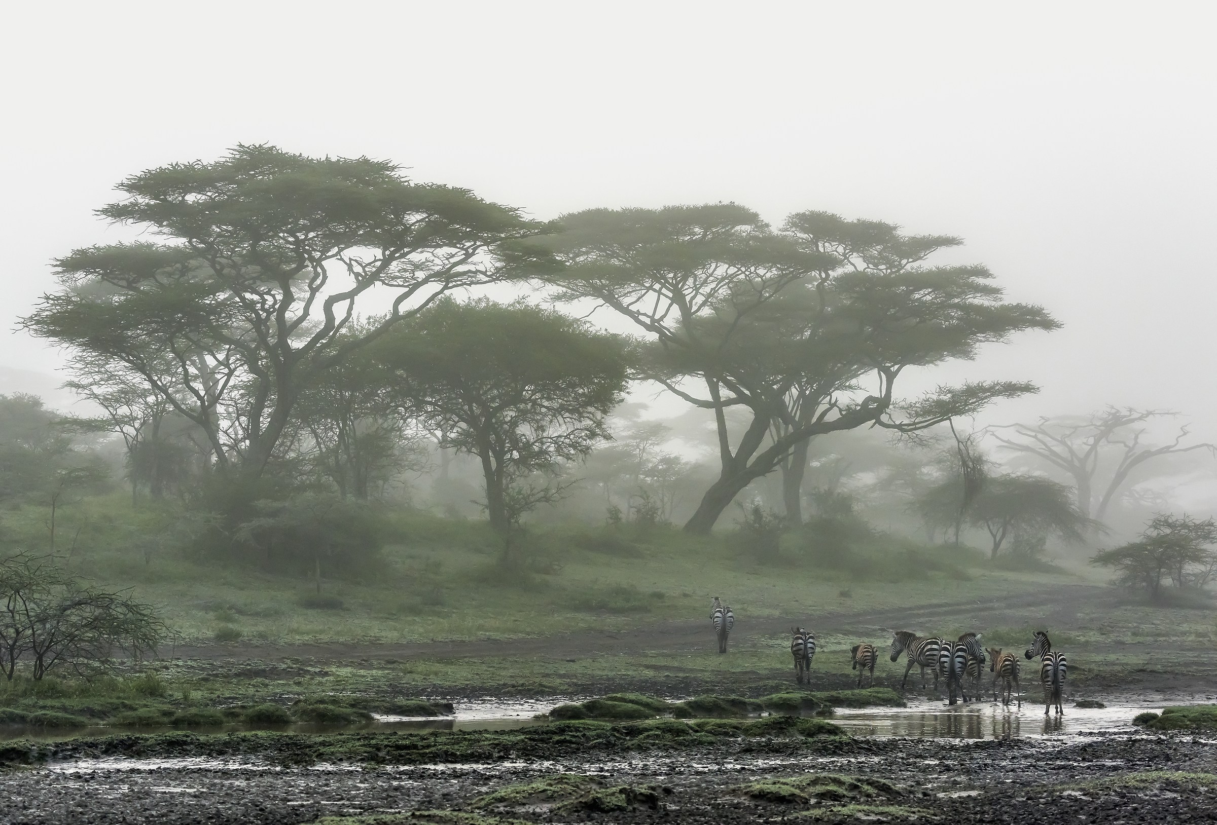 Tanzania 2017 -  Zebre