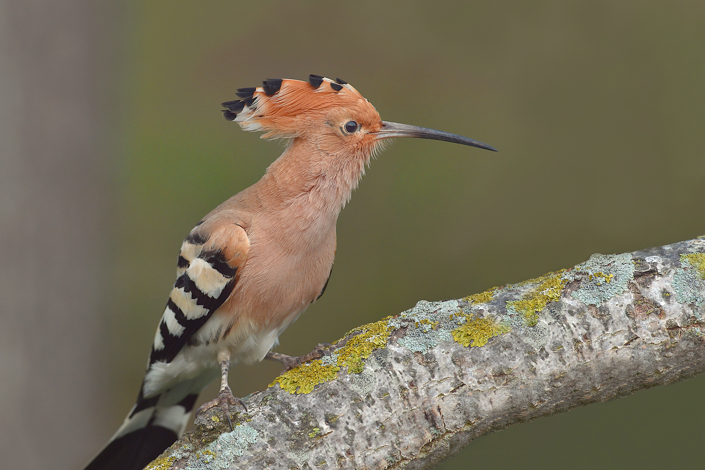 Stories of feathers 5 (Hoopoe)