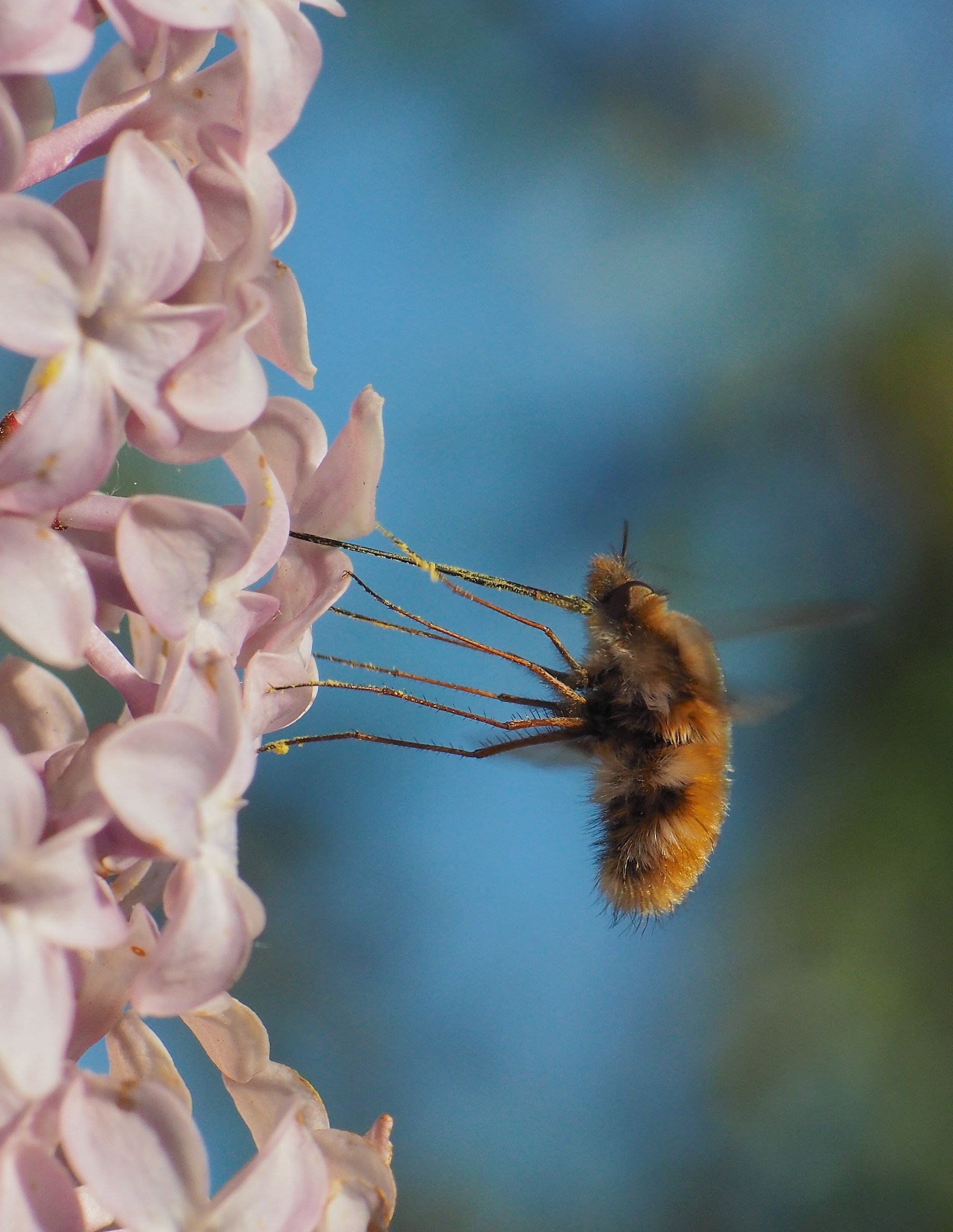 By sucking nectar on tiptoe