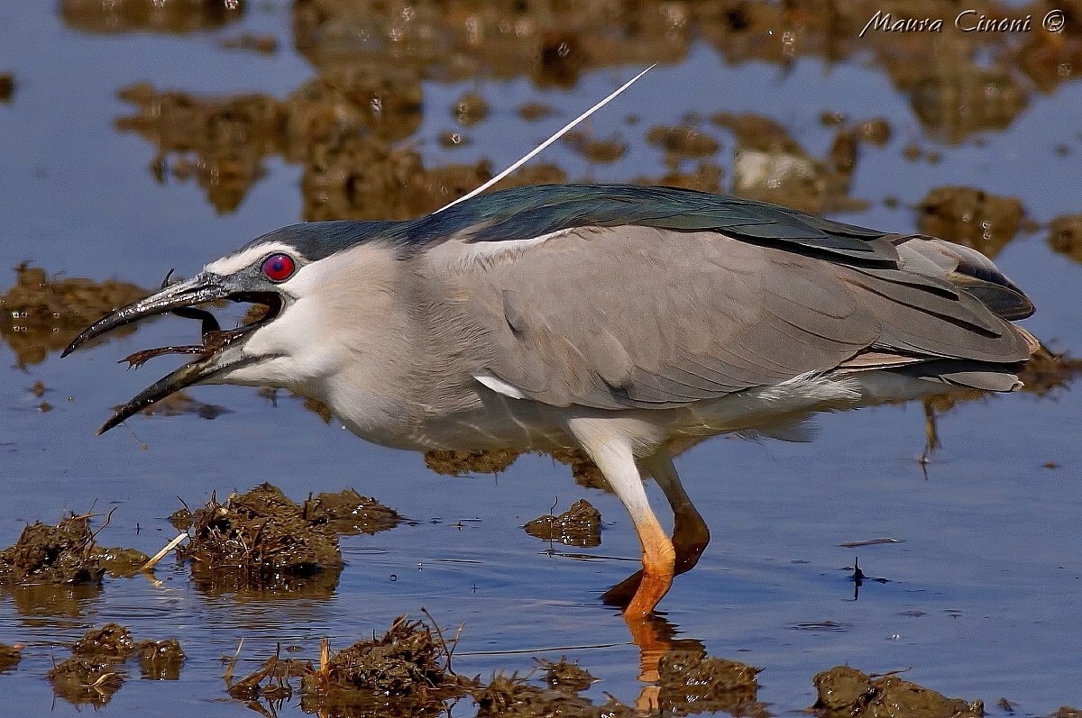 Night Heron hunting