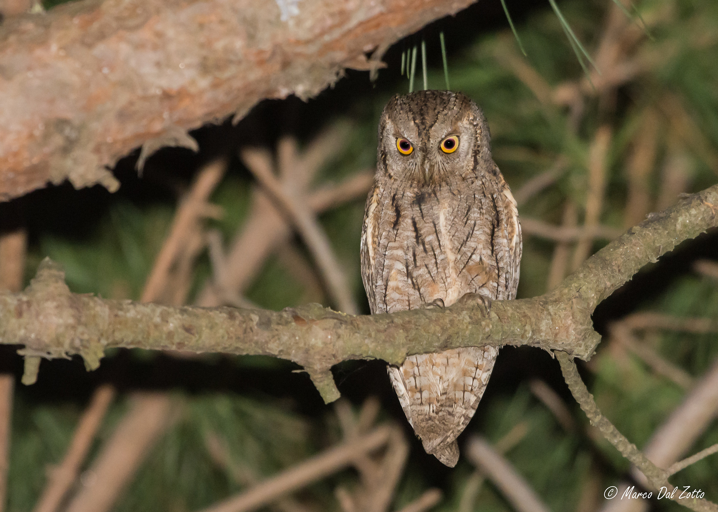 L'assiolo innamorato
