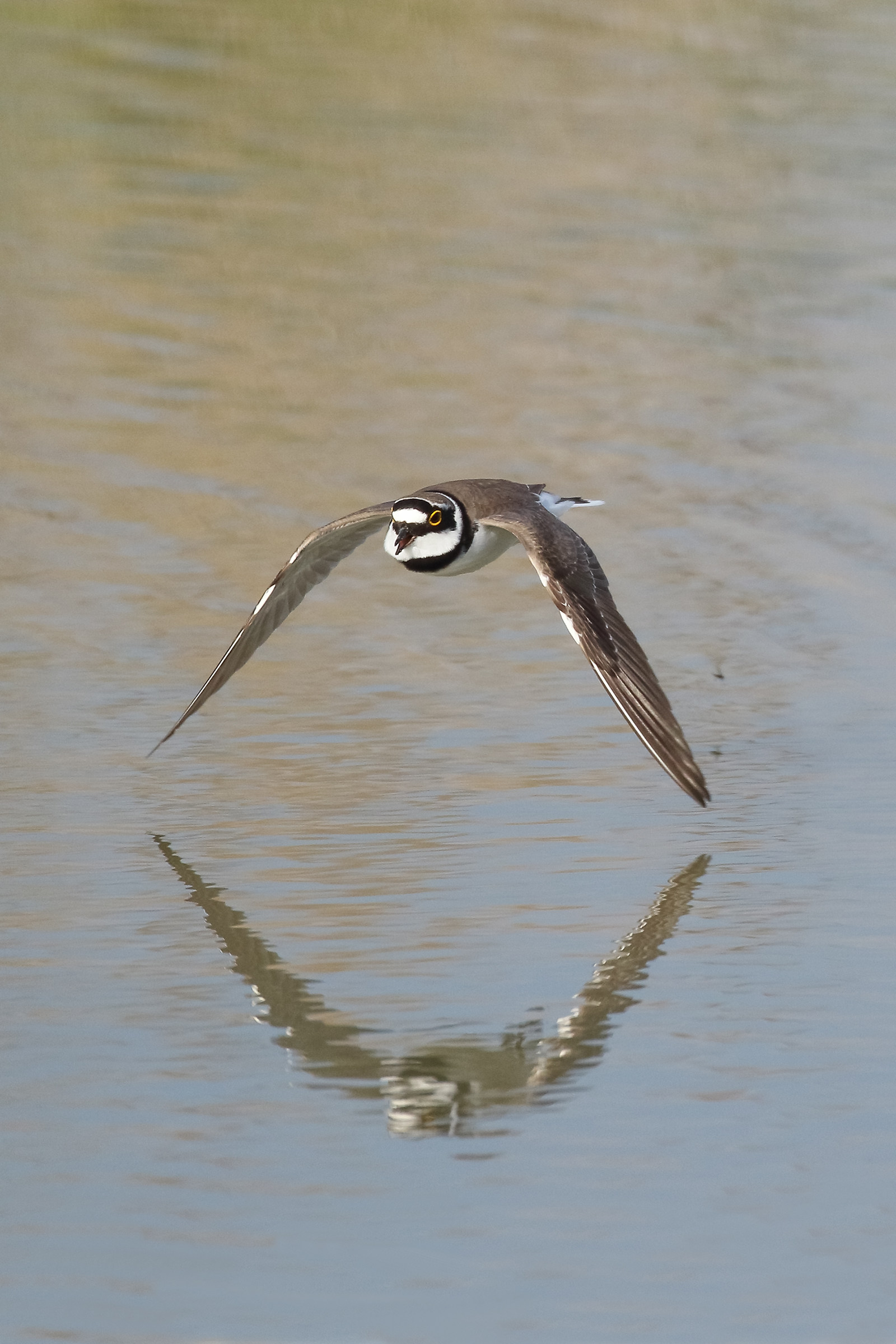 Corriere Picolo Flight Radente