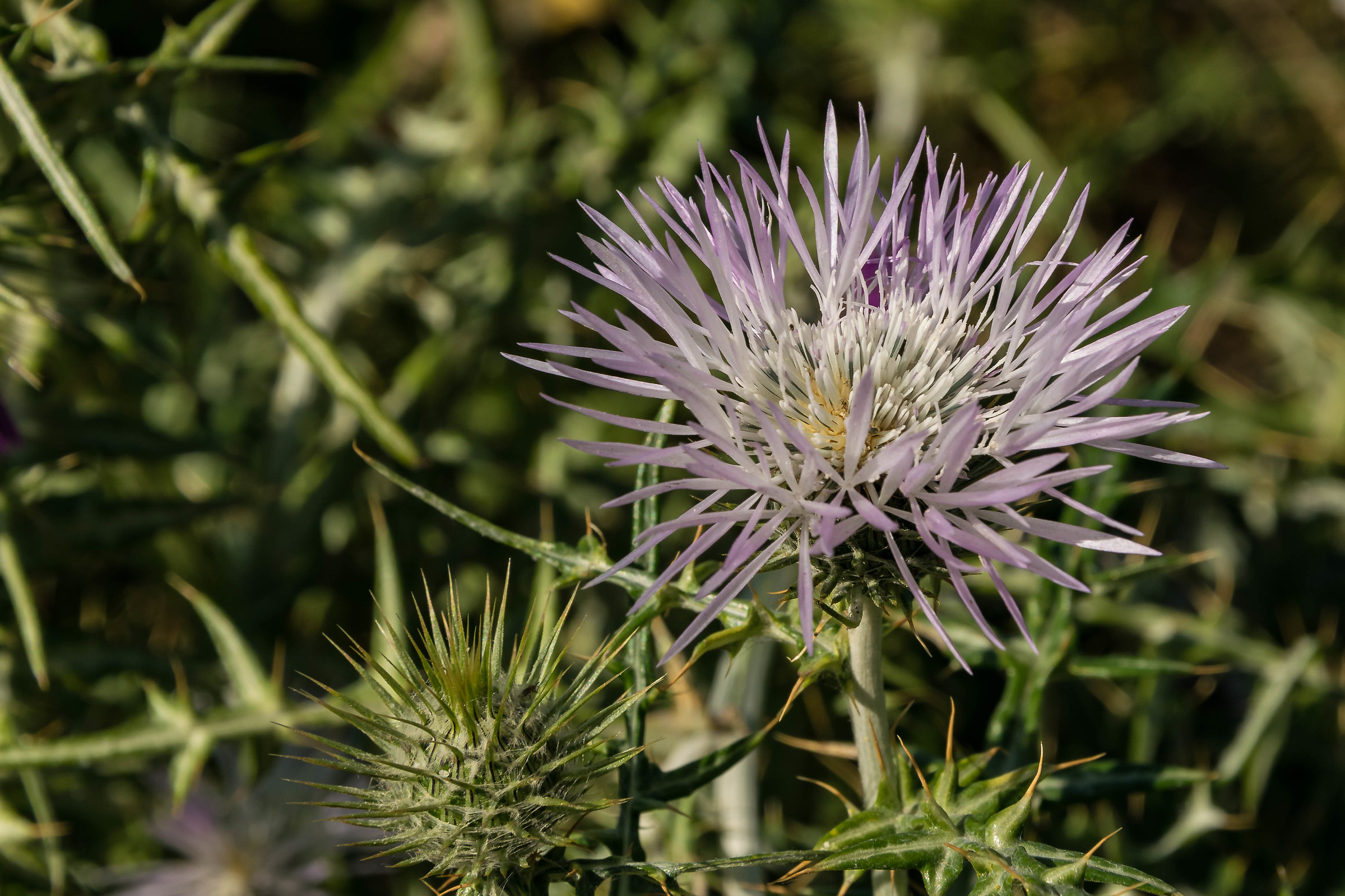 wild thistle