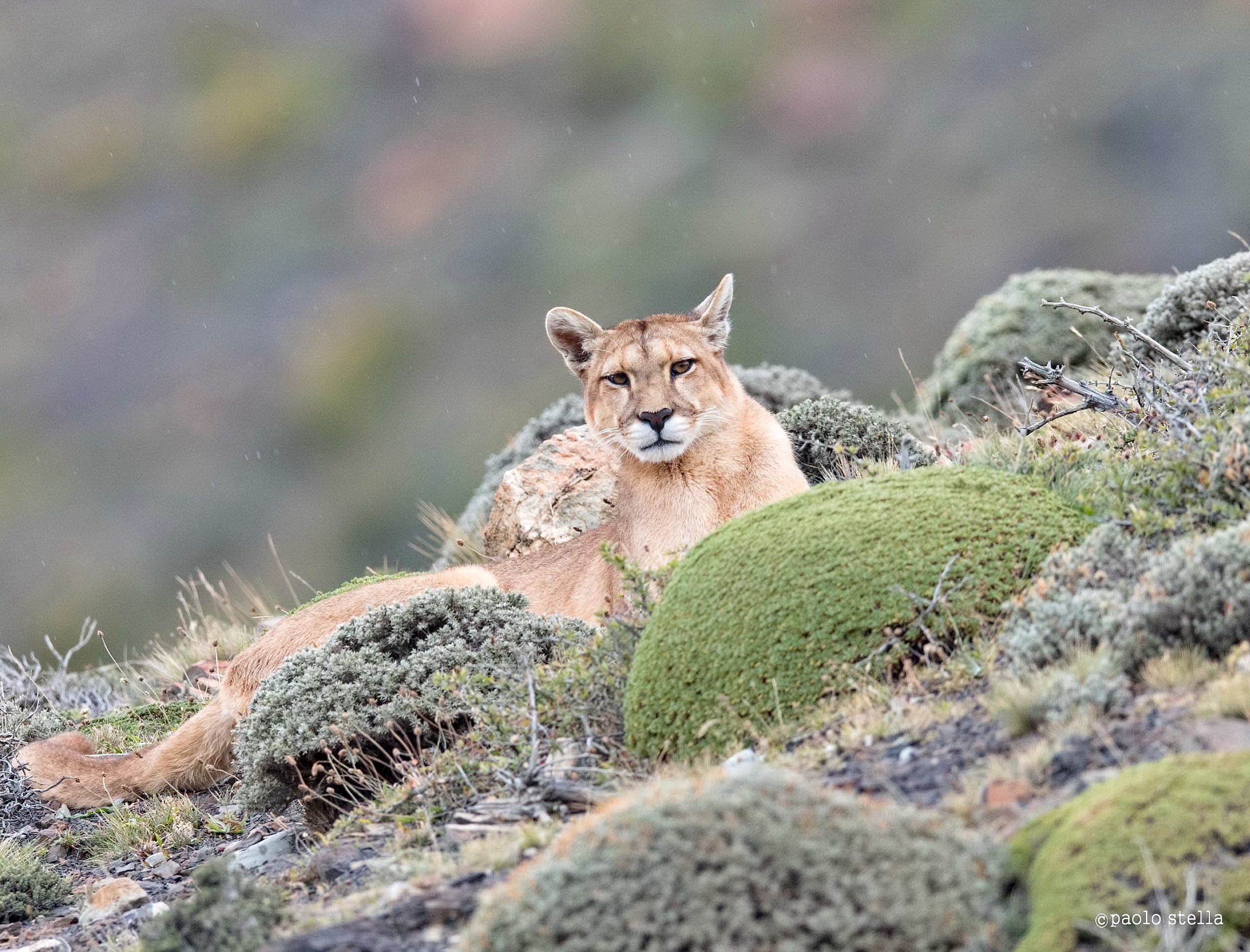 puma solitario