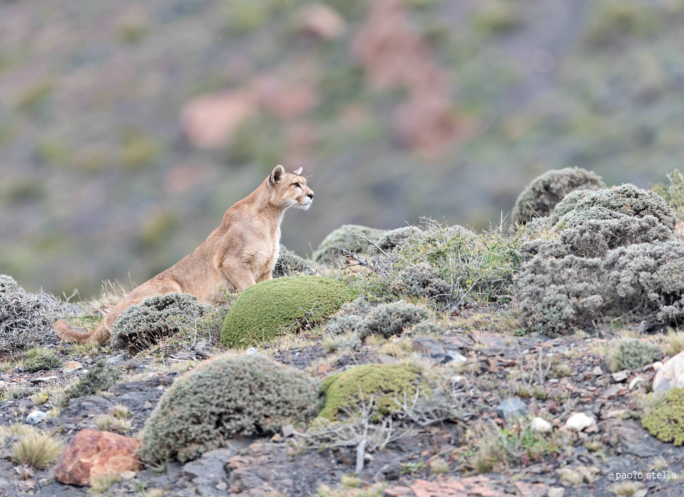 puma solitario in caccia