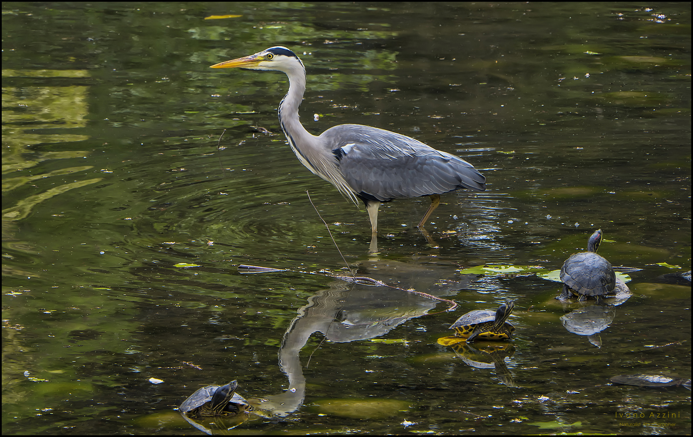 Heron at the park
