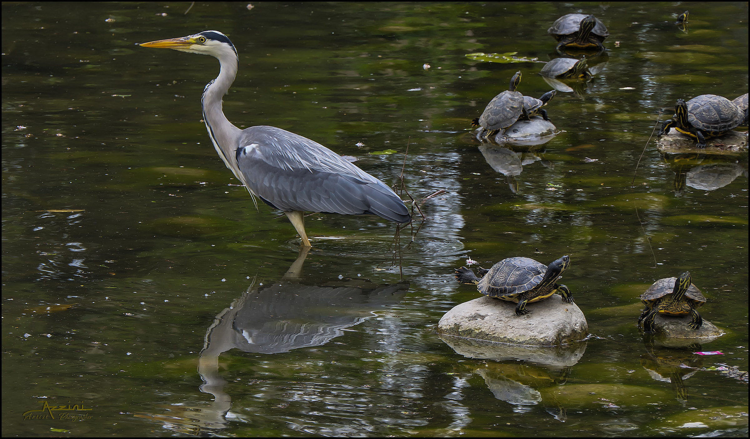 Heron at the park 1