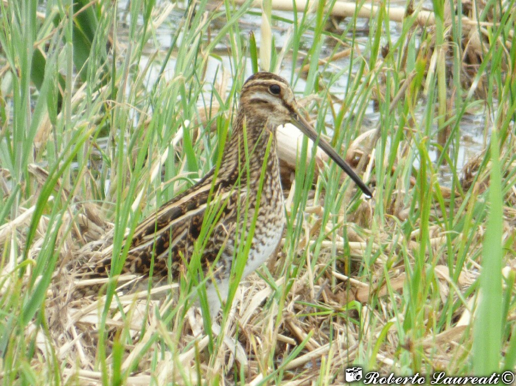 Snipe