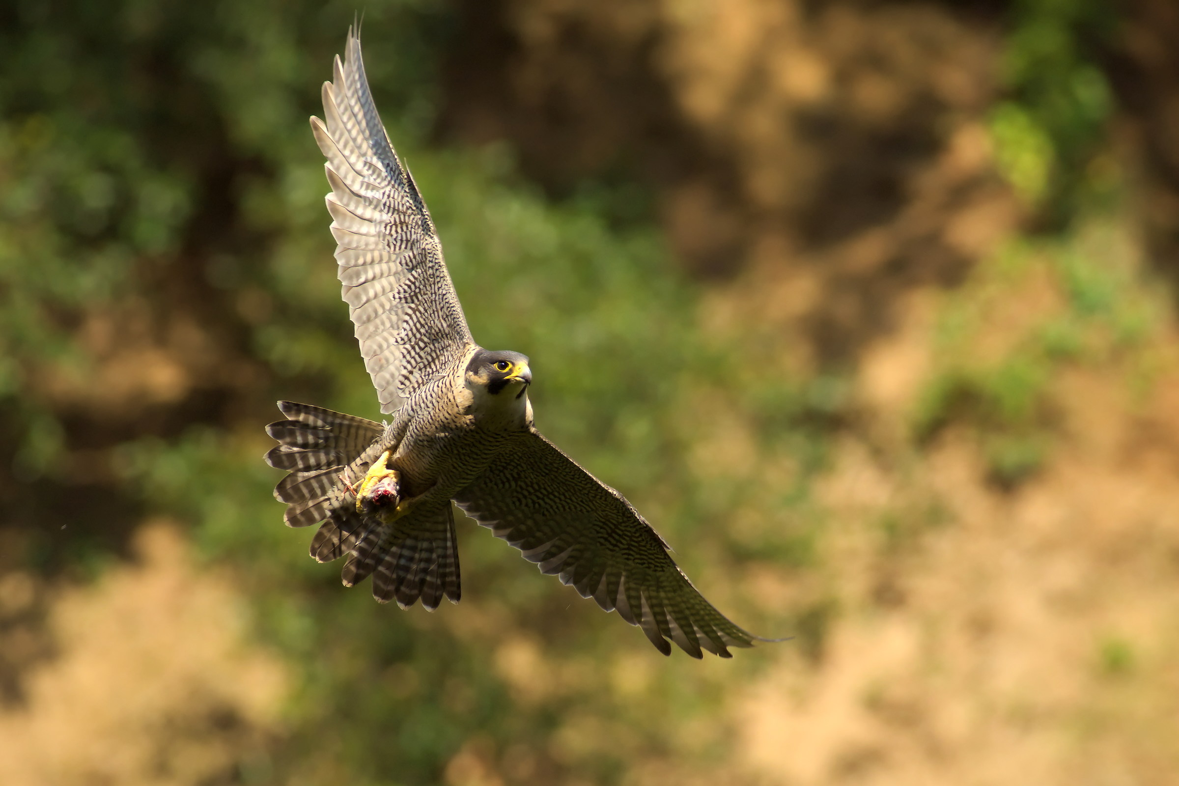 Falcon Pilgrim with prey
