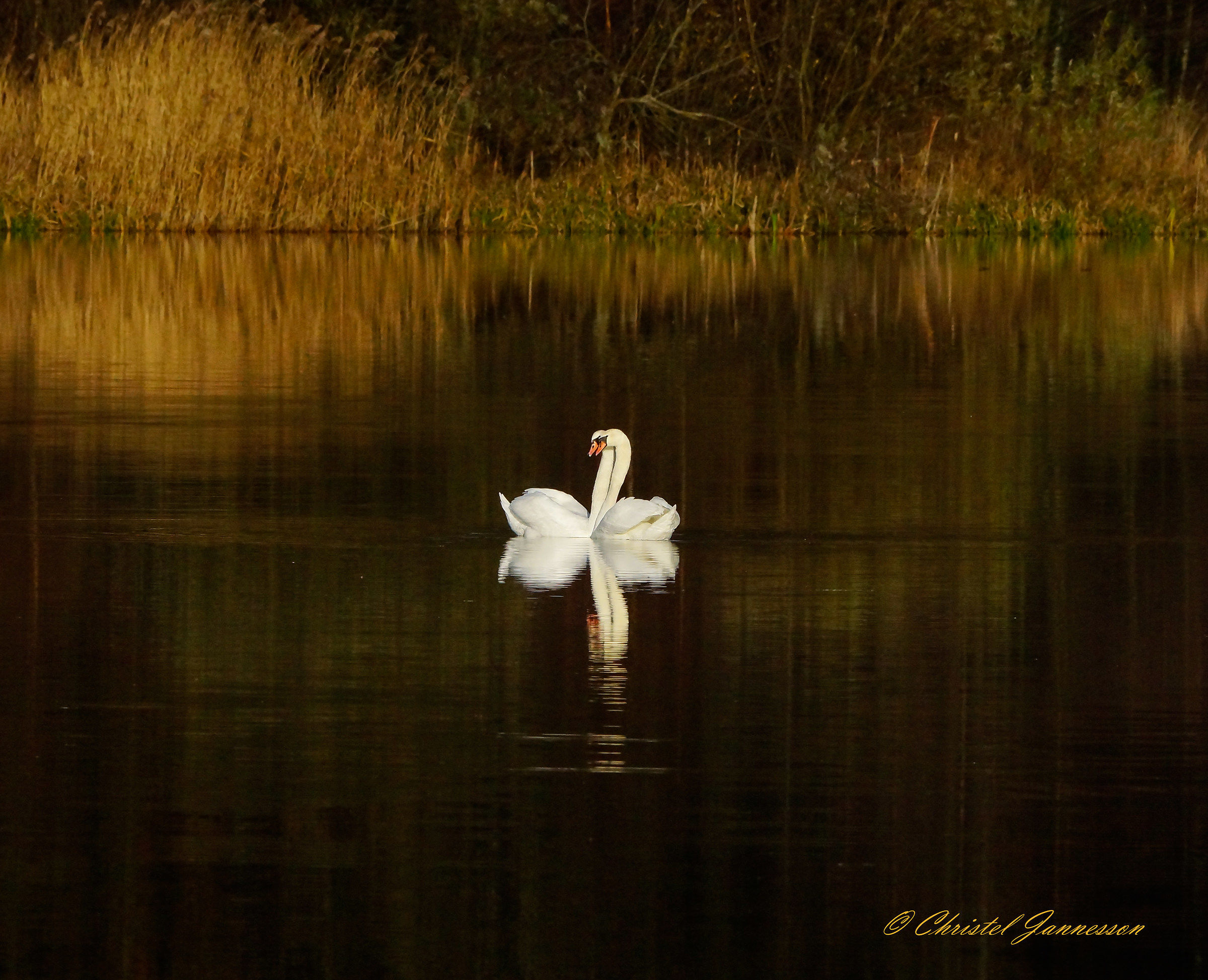 Mute Swans - Love for ever