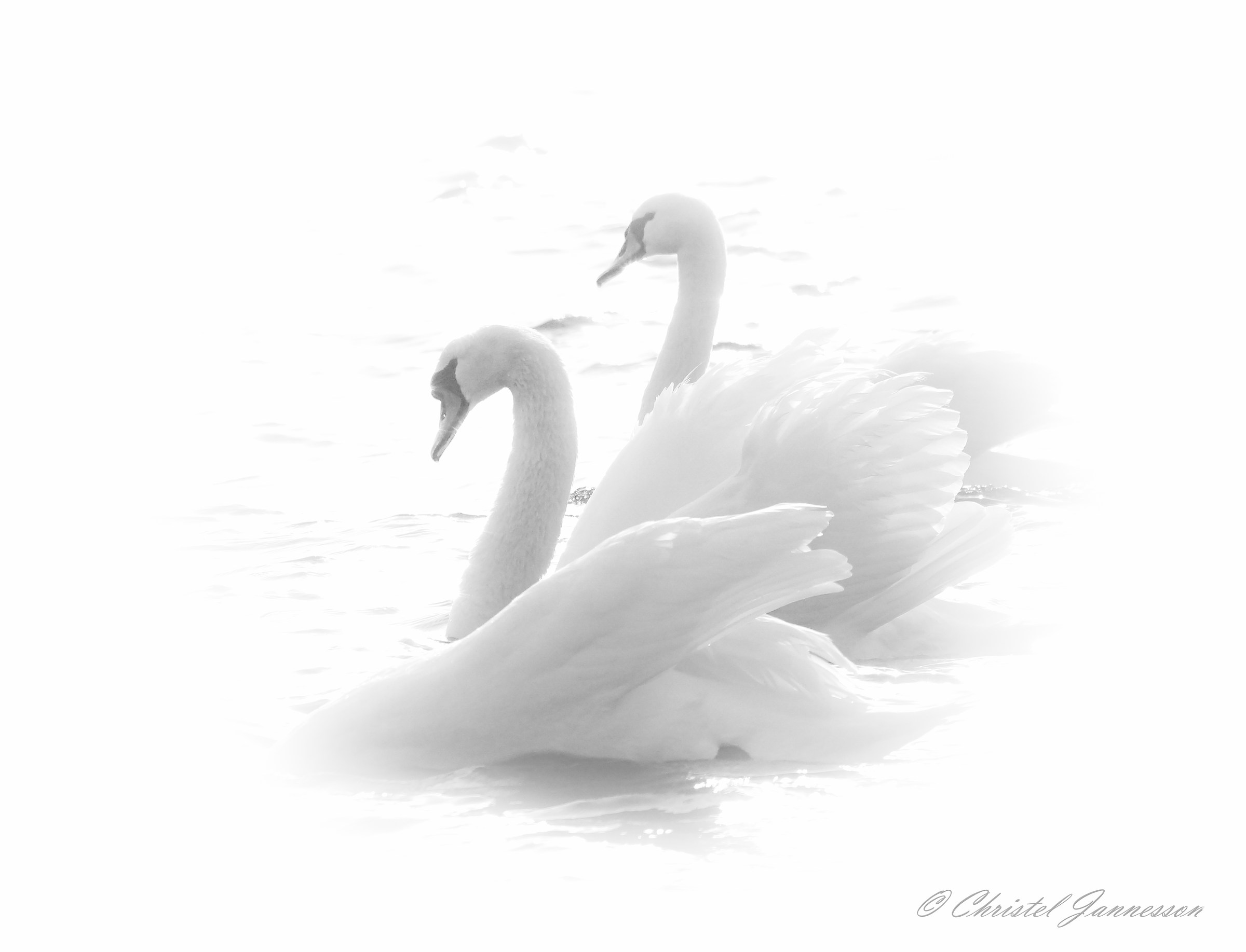 Mute Swans - in shimmering white