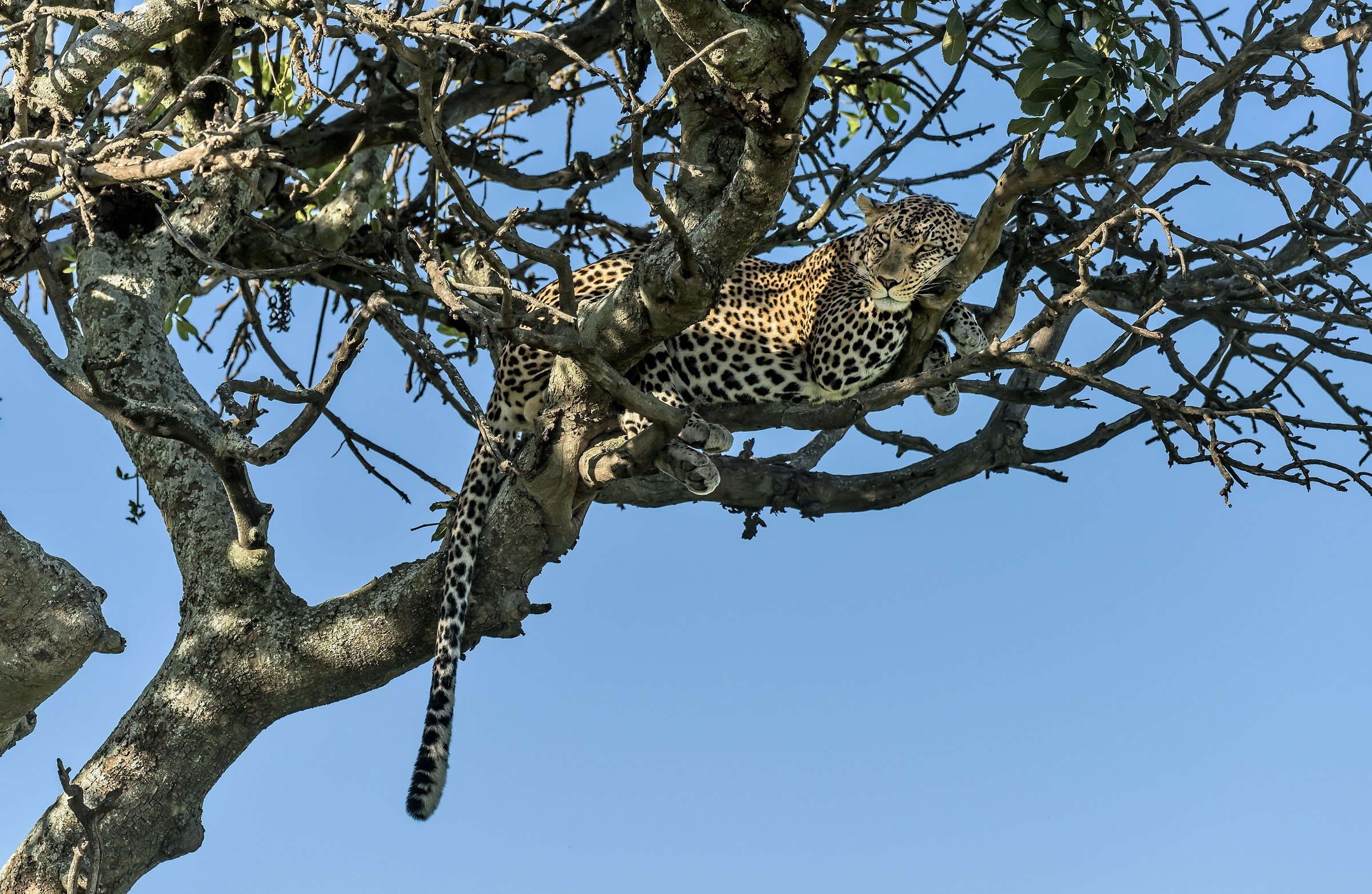 Tanzania 2017 -  Sornione