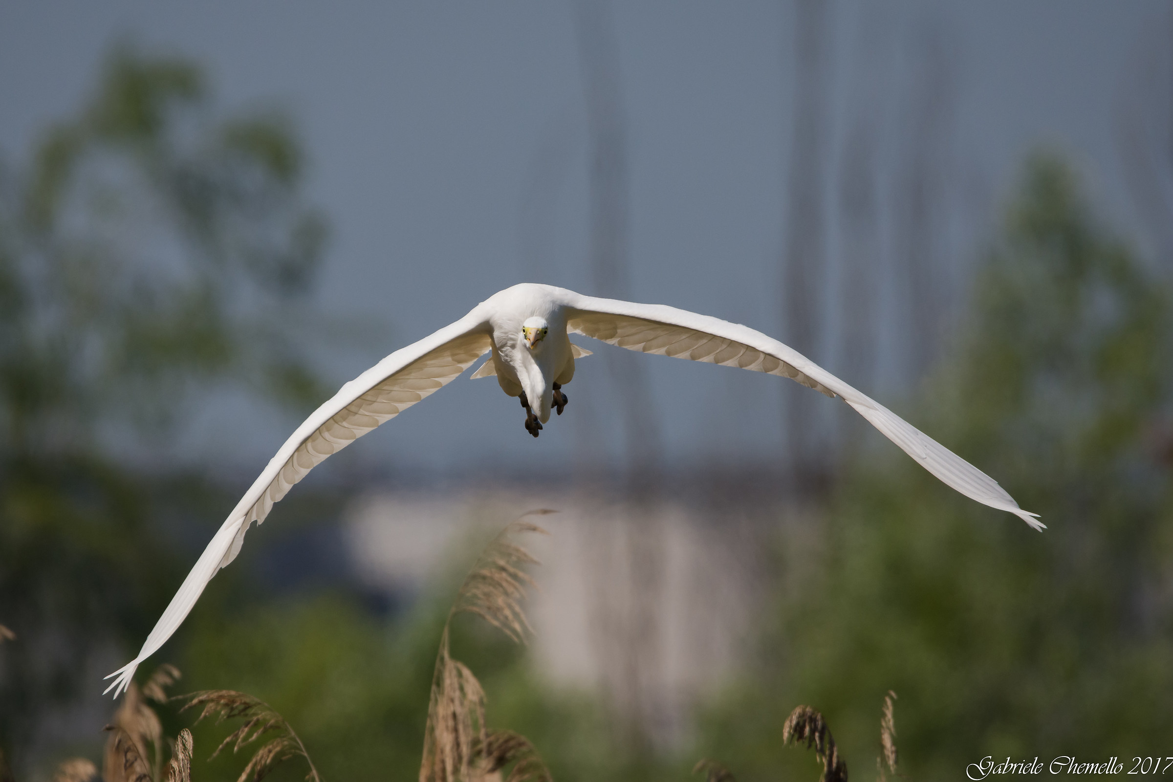 Great Egret