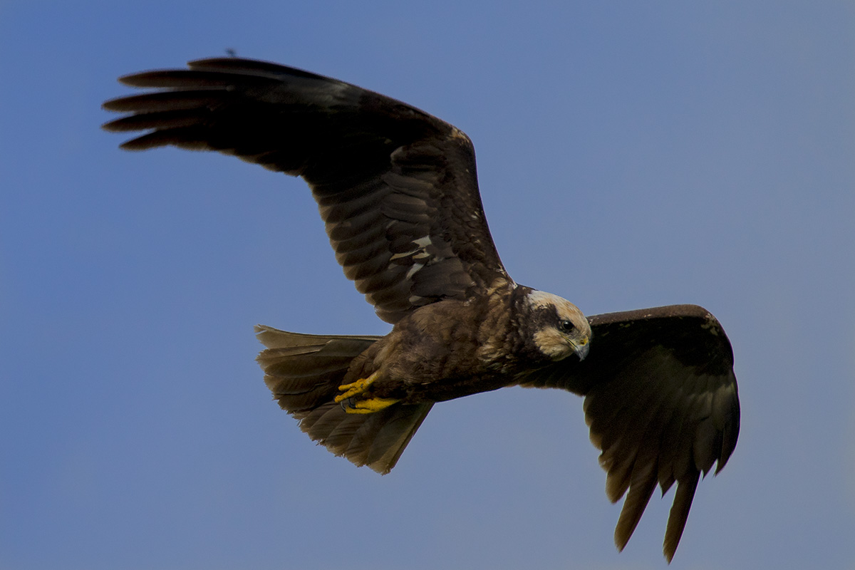 marsh harrier