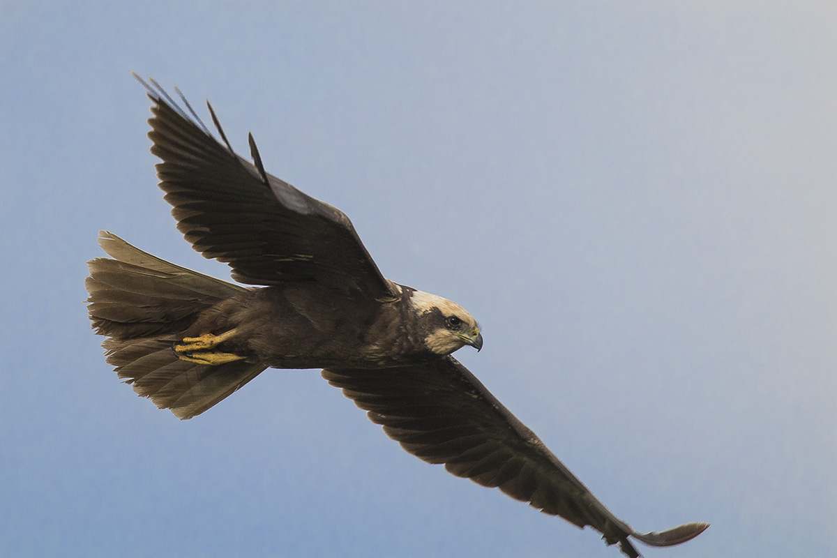marsh harrier