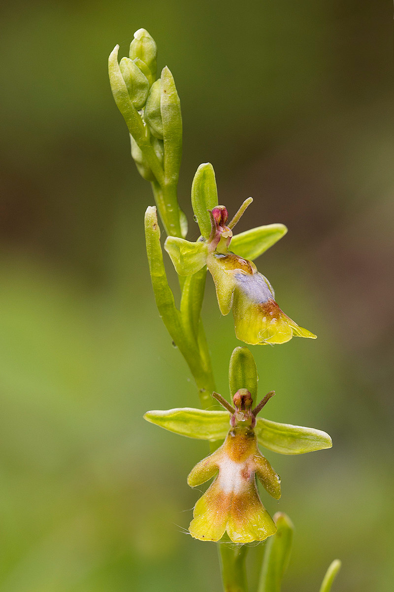 Ophrys insectifera apocromatica