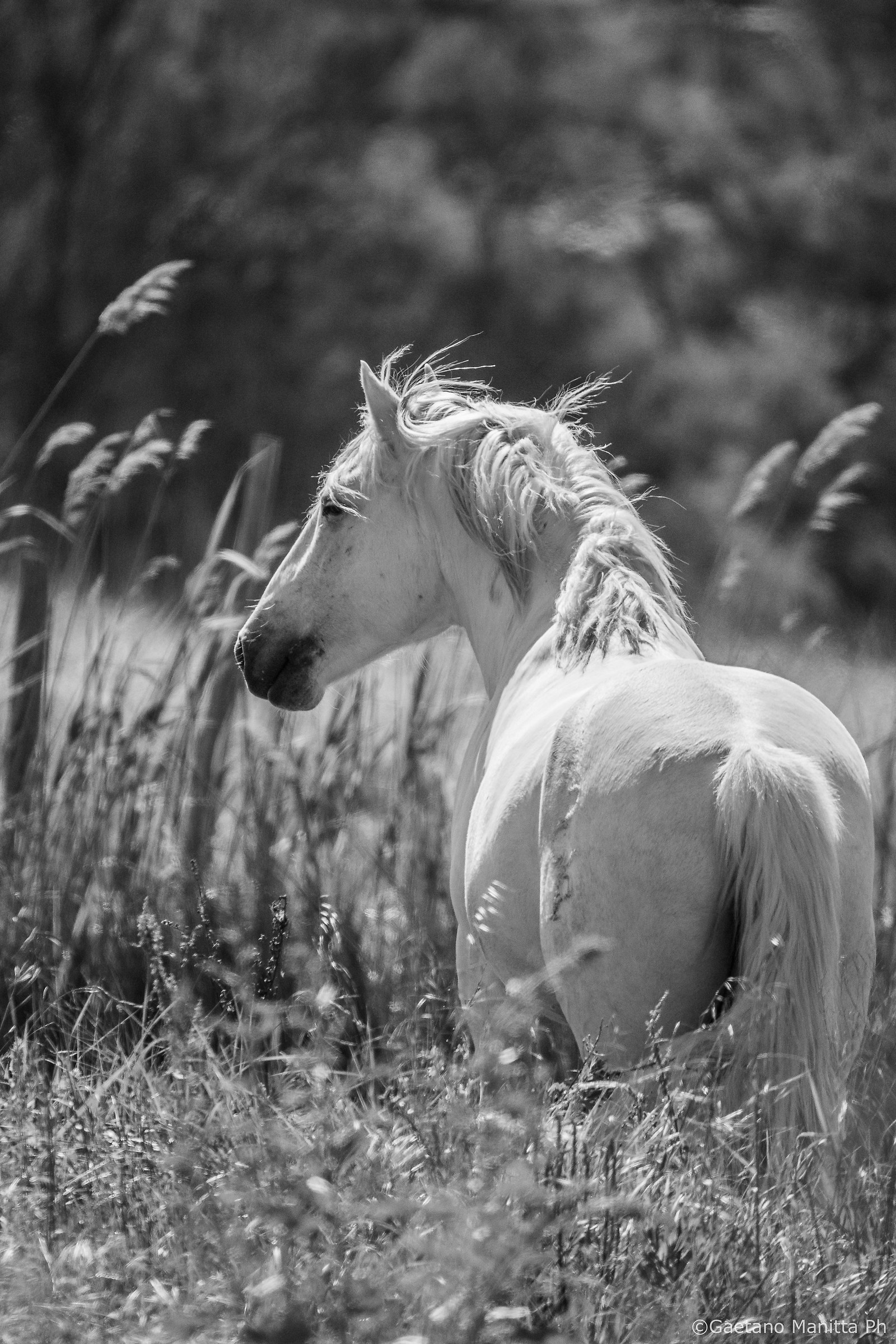 Camargue