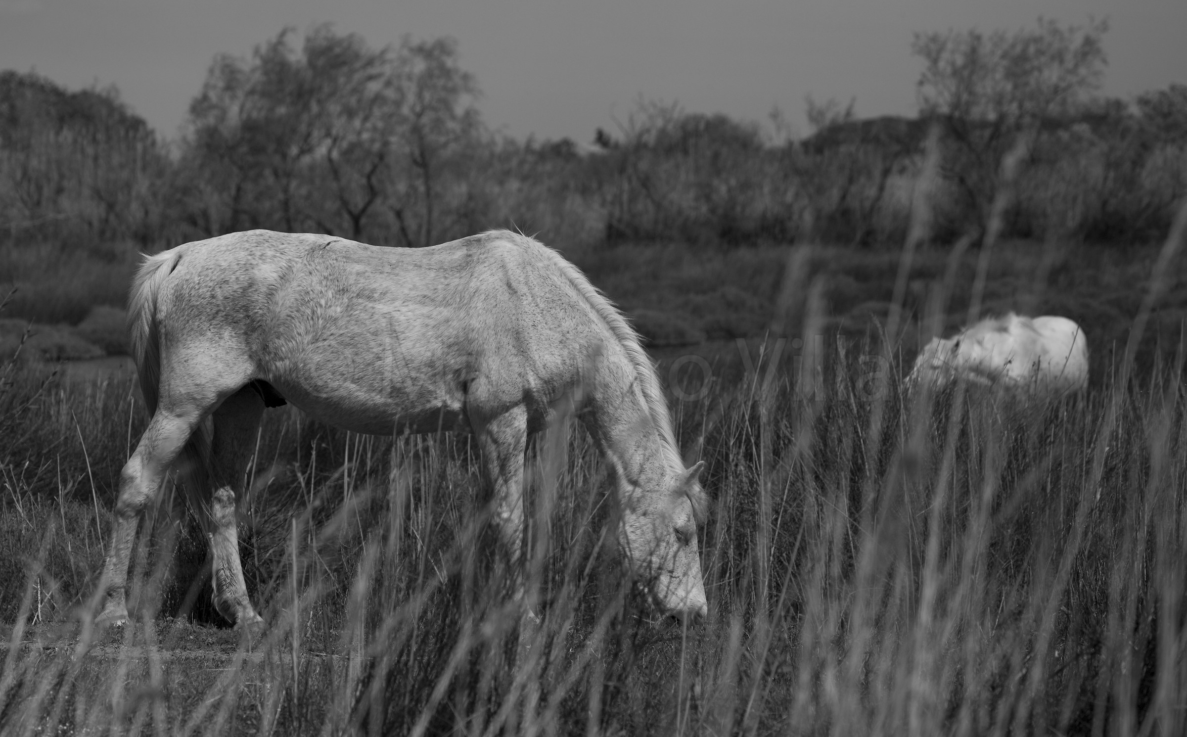 Horses in the Camargue