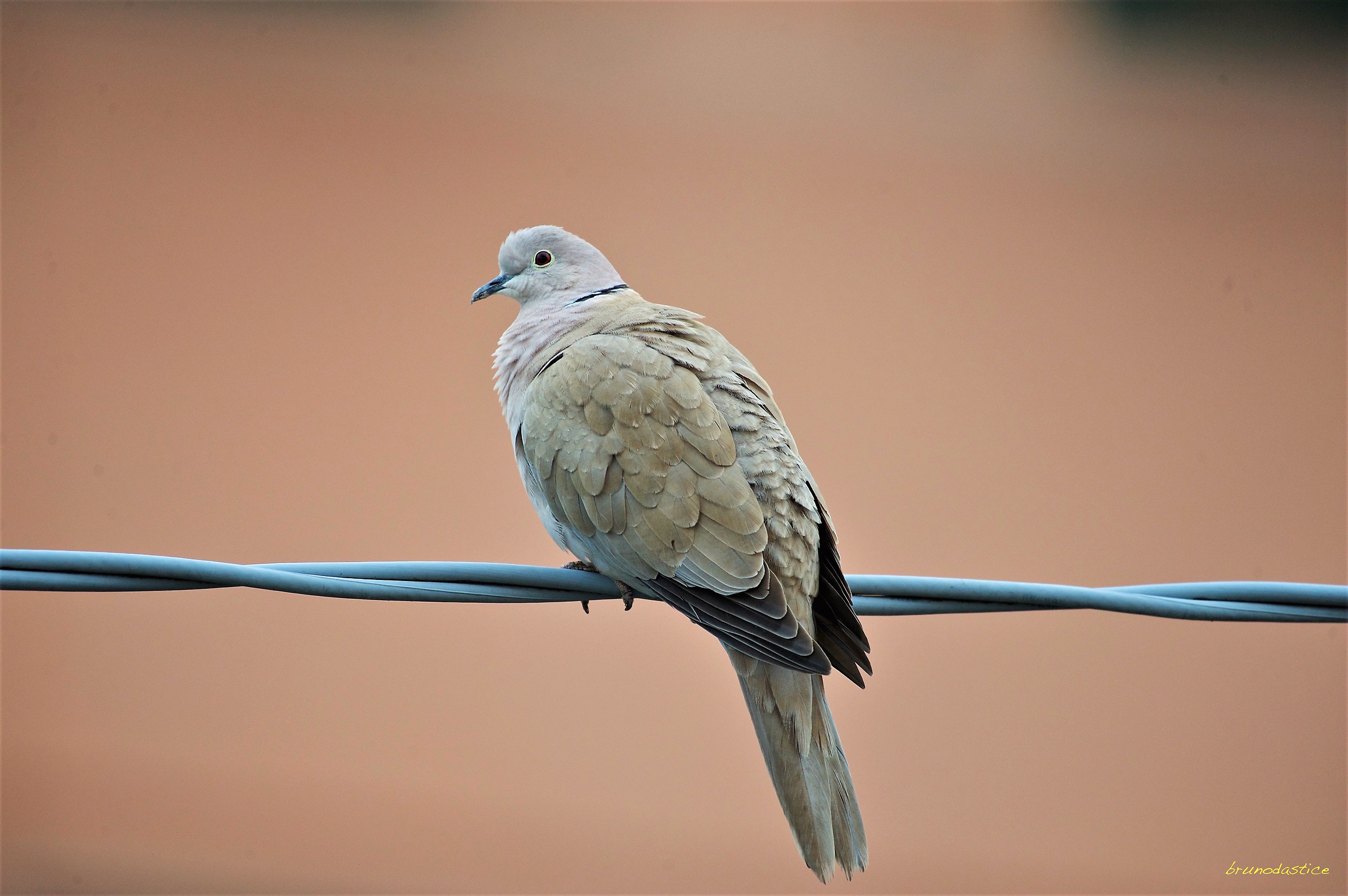 turtledove