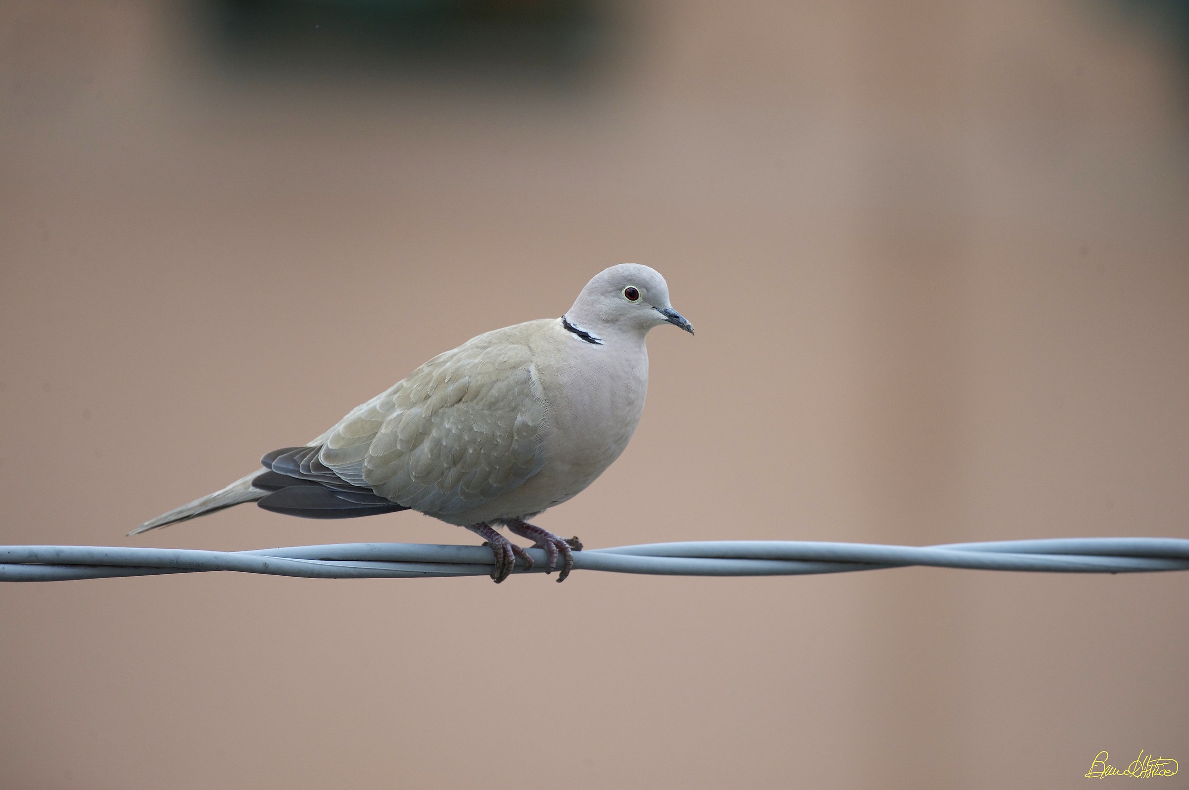 turtledove