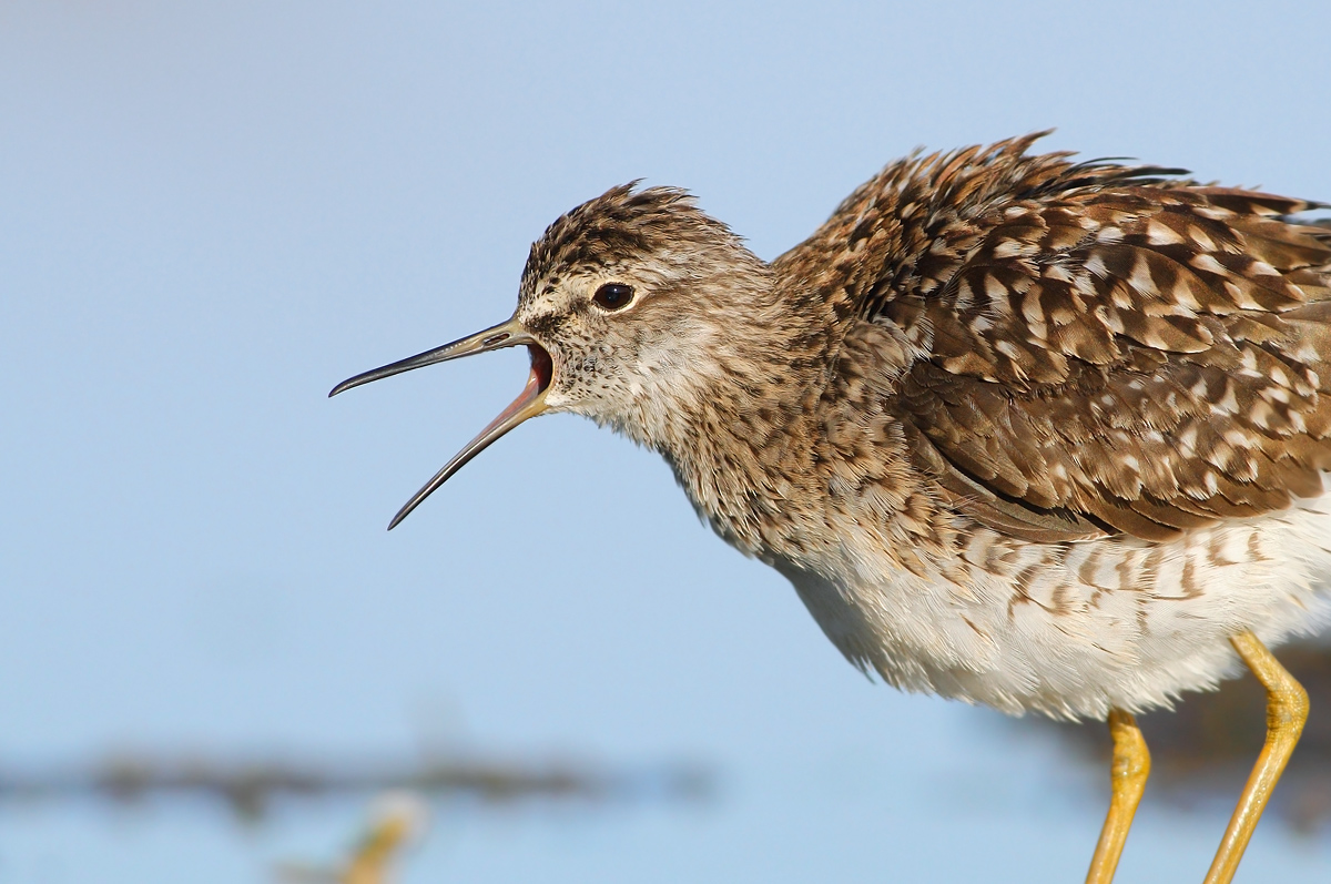 Wood Sandpiper