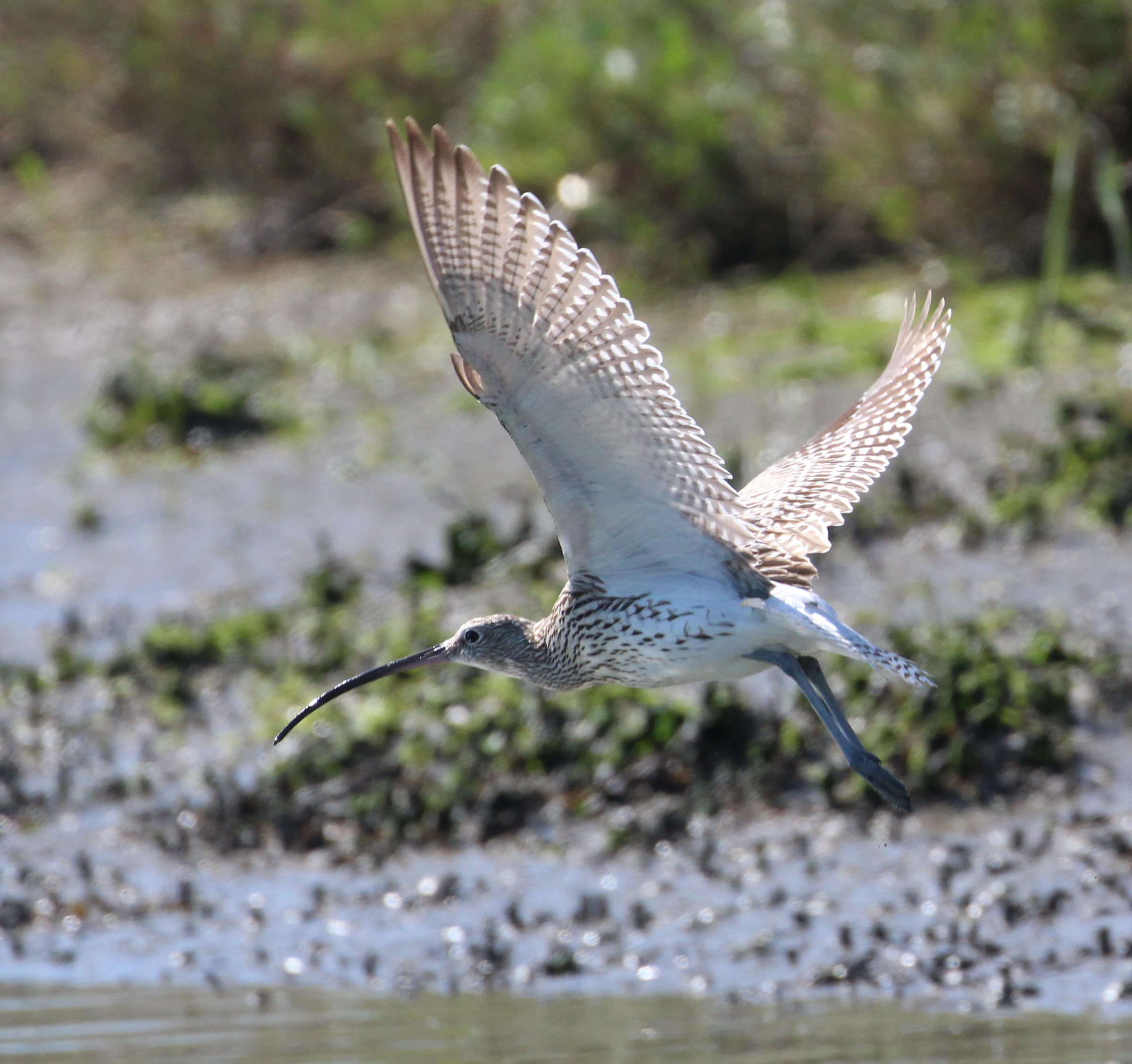 Curlew mouth of the Po