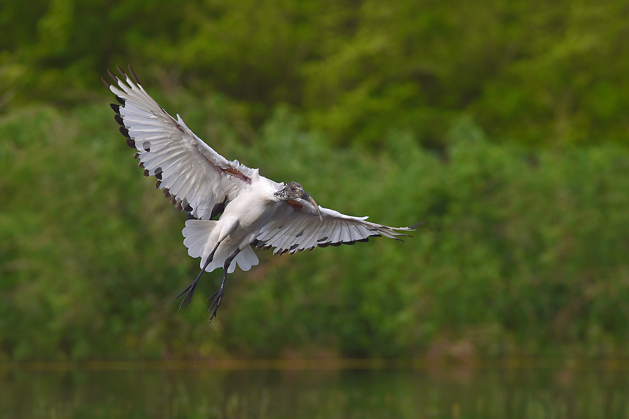 Stories of feathers 5 (Sacred Ibis)