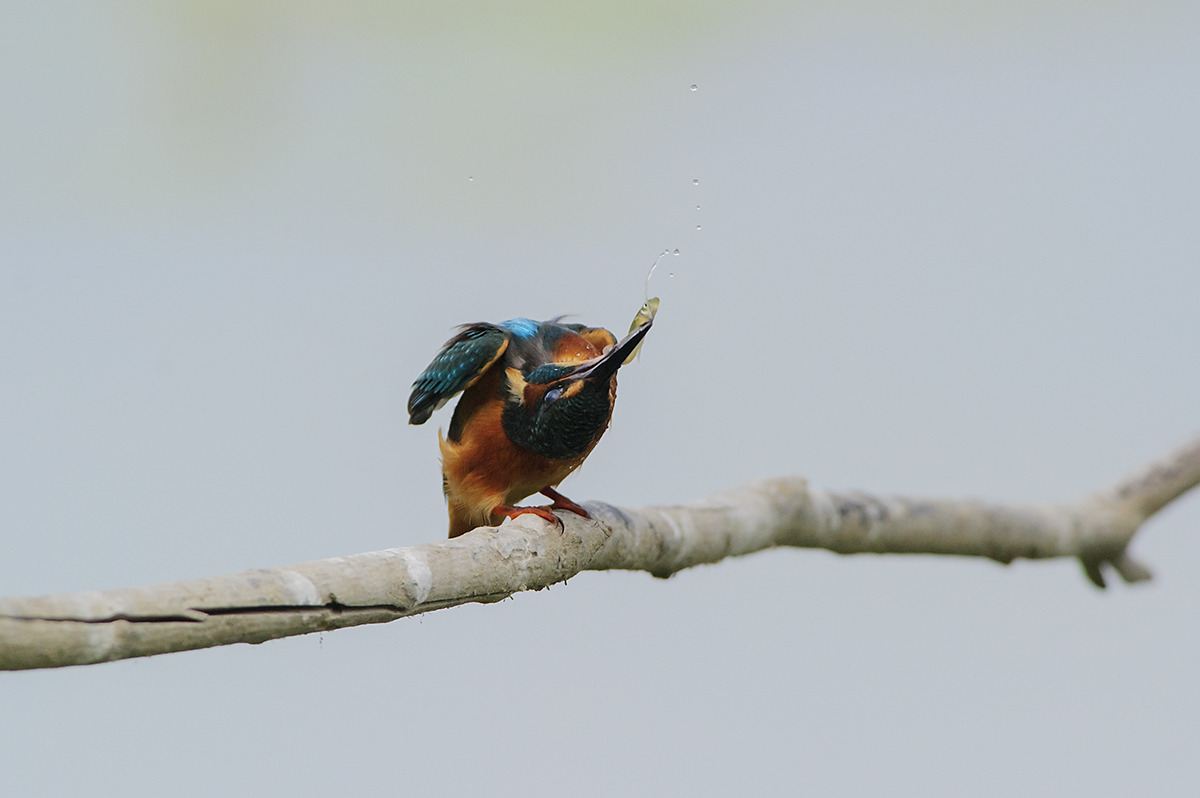 Il Martino si prepara a pranzare...