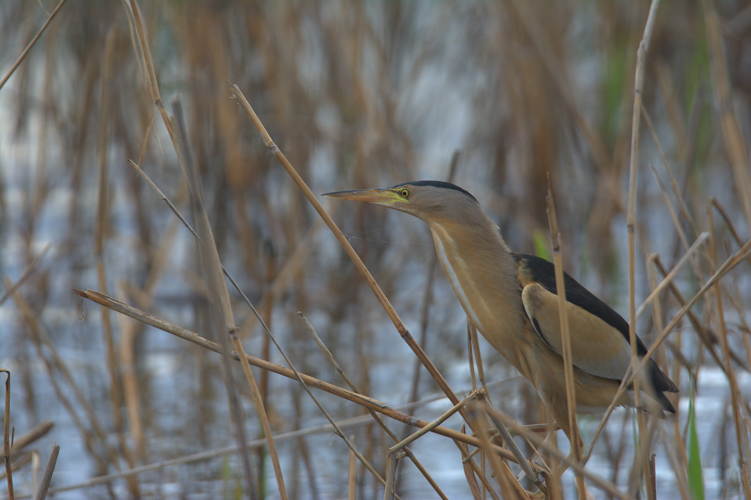 Bittern