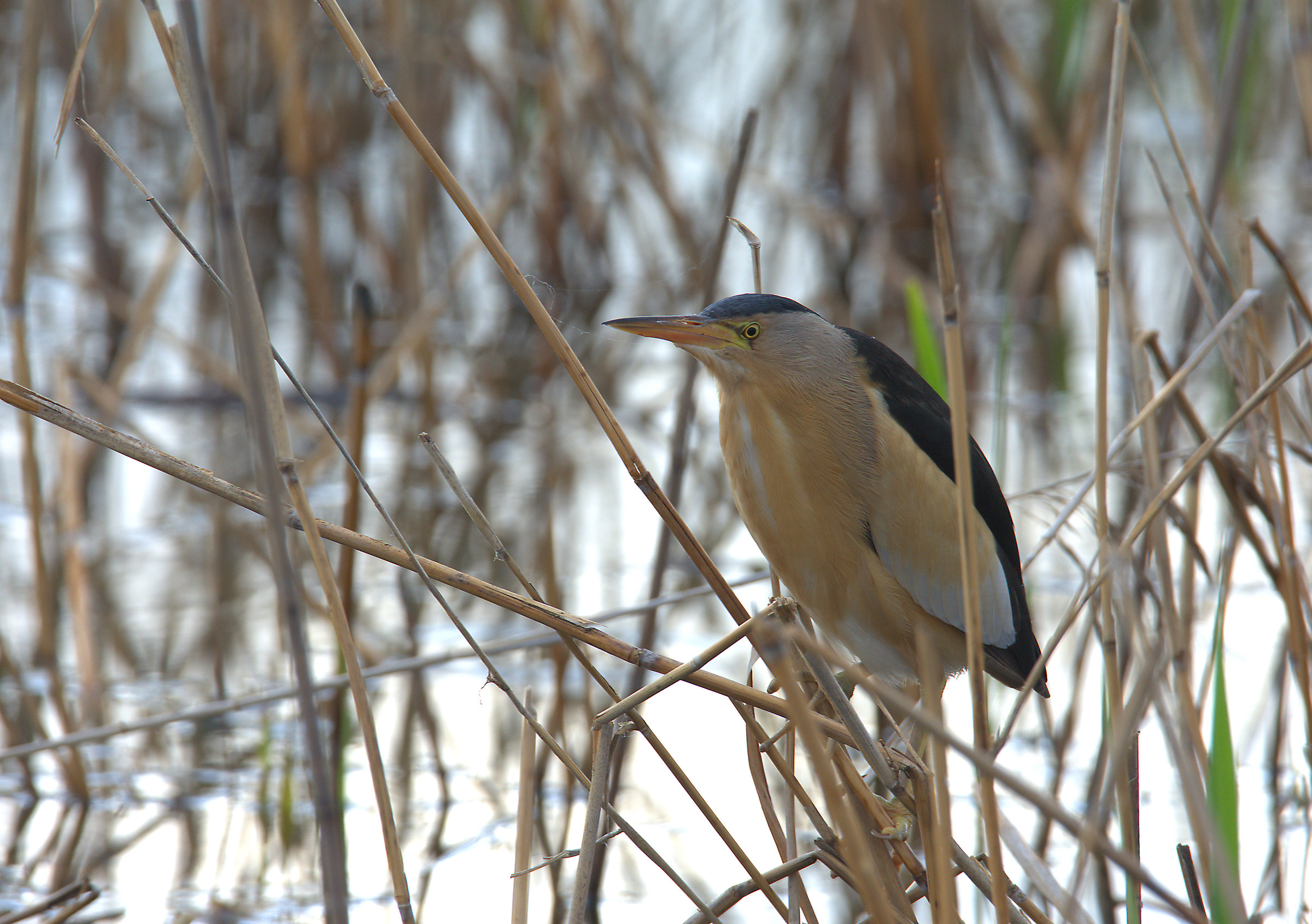 Bittern