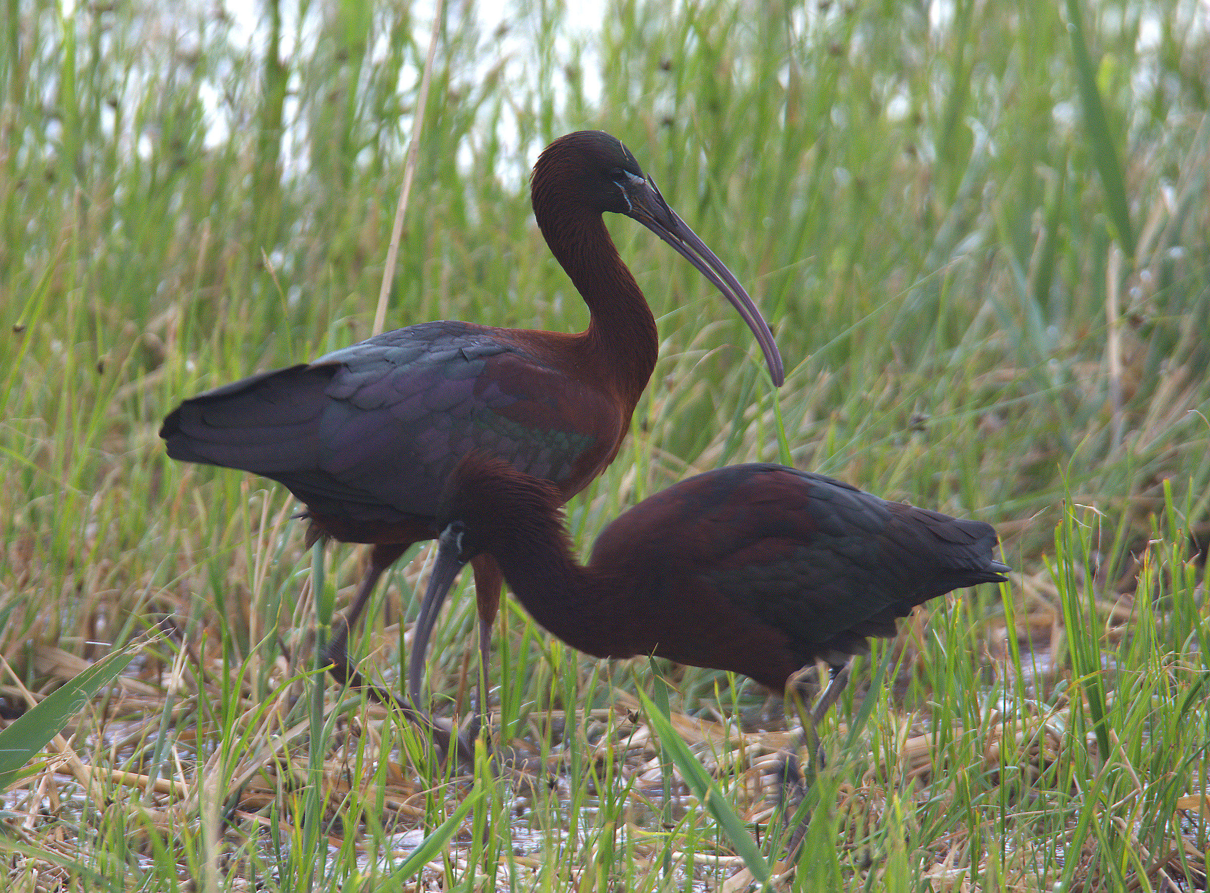 Glossy Ibis