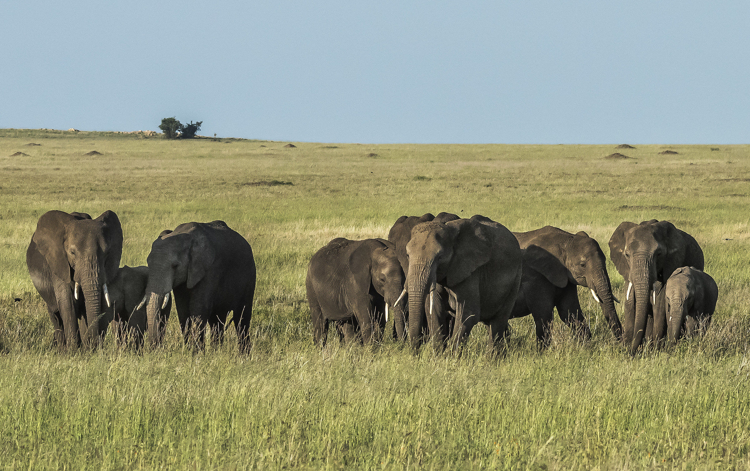 Tanzania 2017 -  Savana
