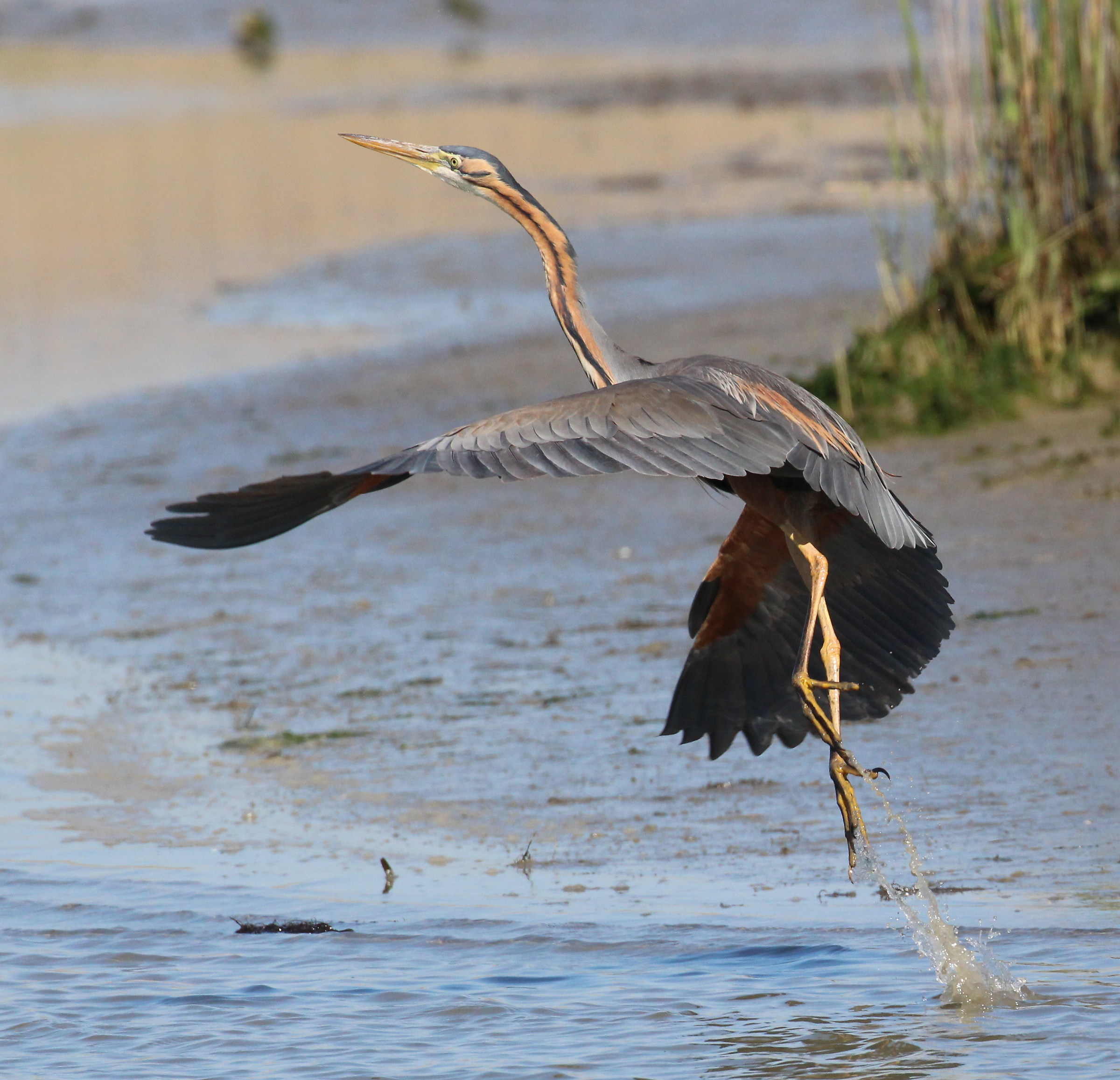 Airone rosso, foce del Pò 4/2017