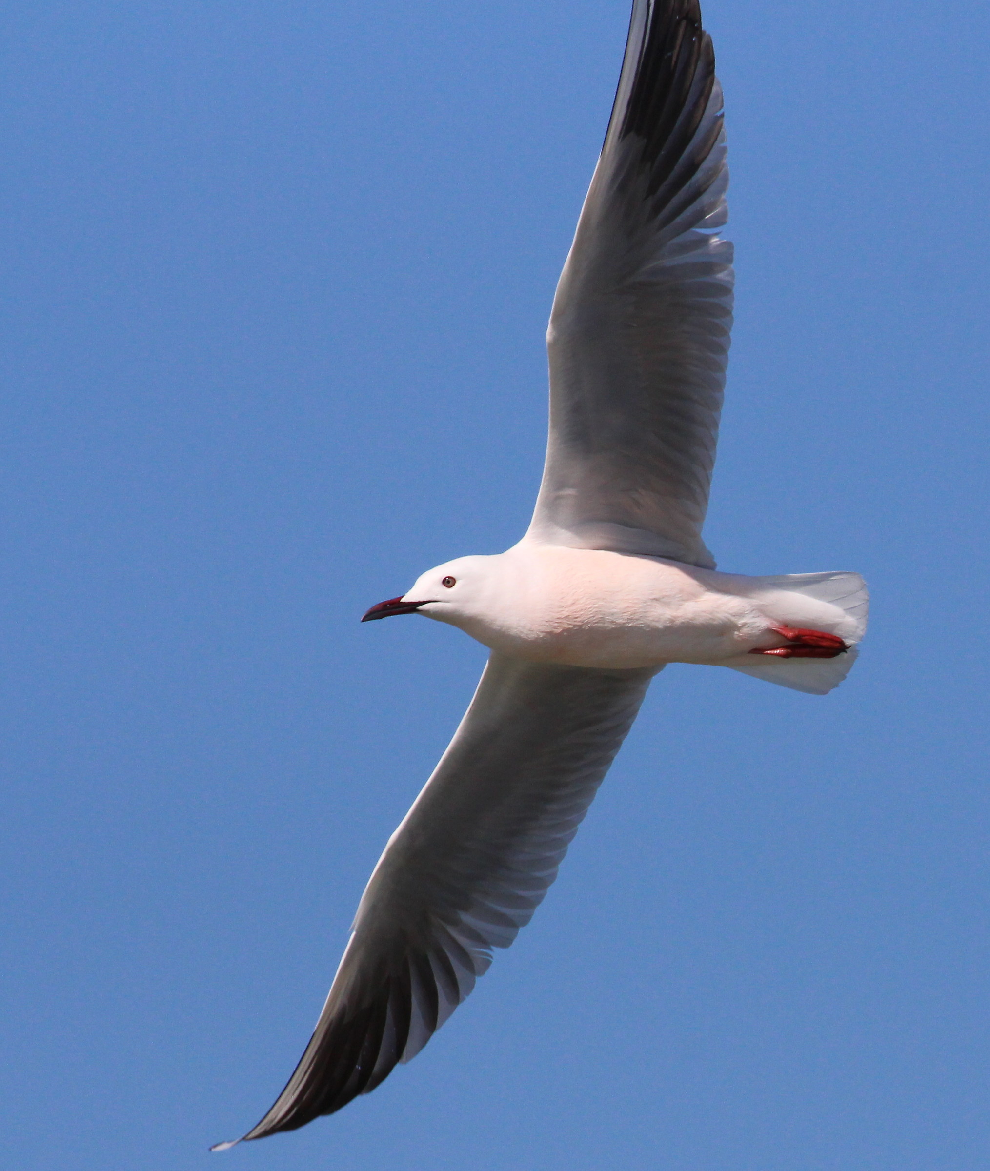 Gabbiano petto roseo