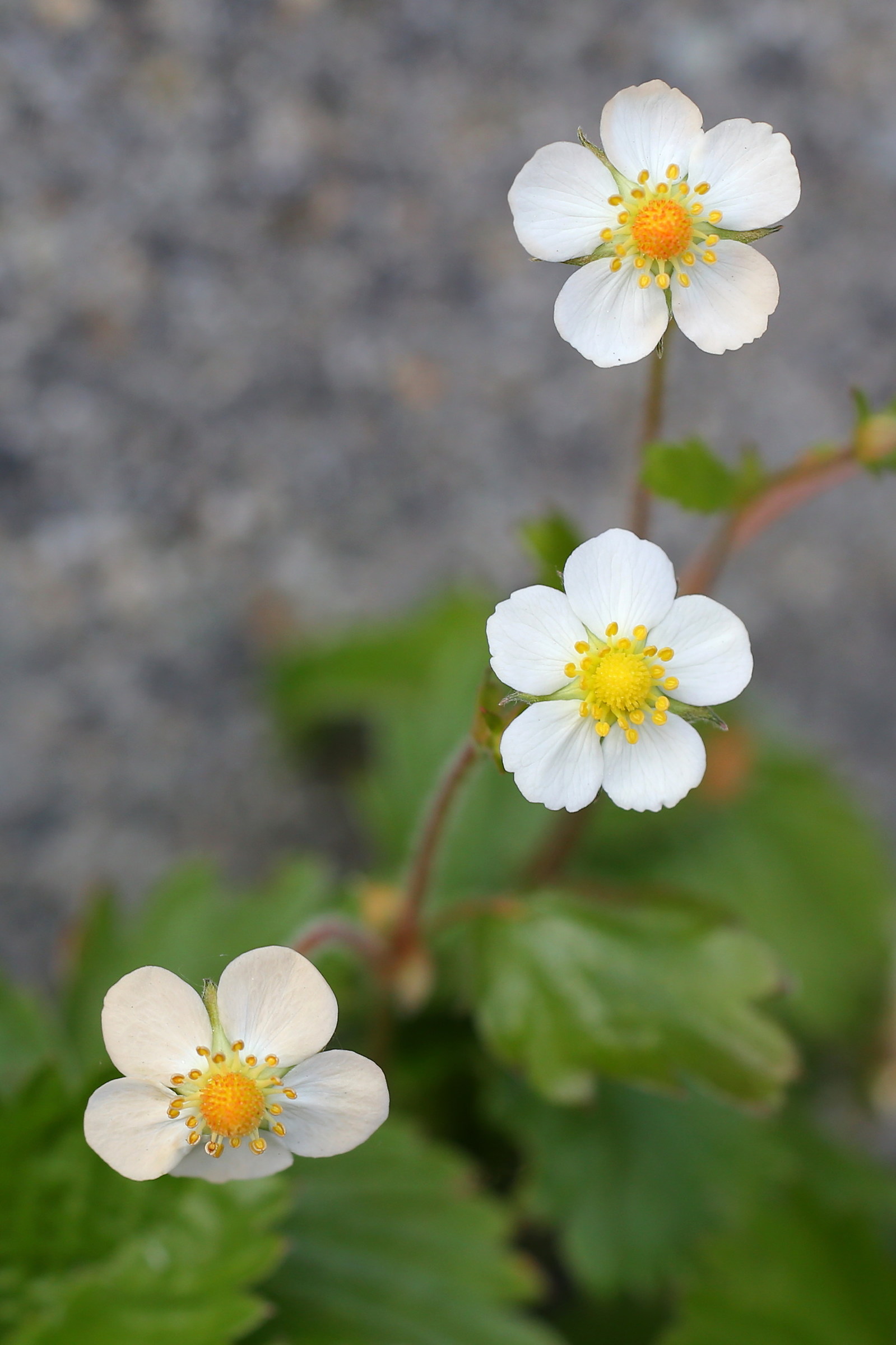 fiori di fragoline di bosco